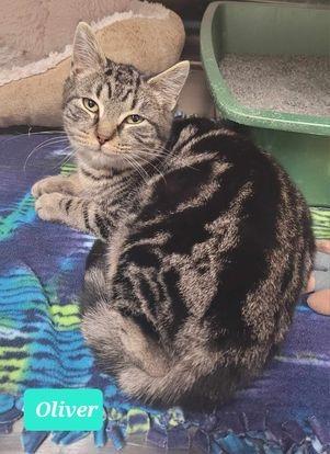 Enlarge Oliver, a Adoptable mixed breed in Richmond, IN image 2/3