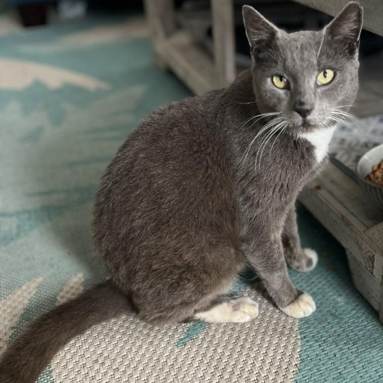 Junior, an adopted Domestic Short Hair in Saint Pete Beach, FL_image-1