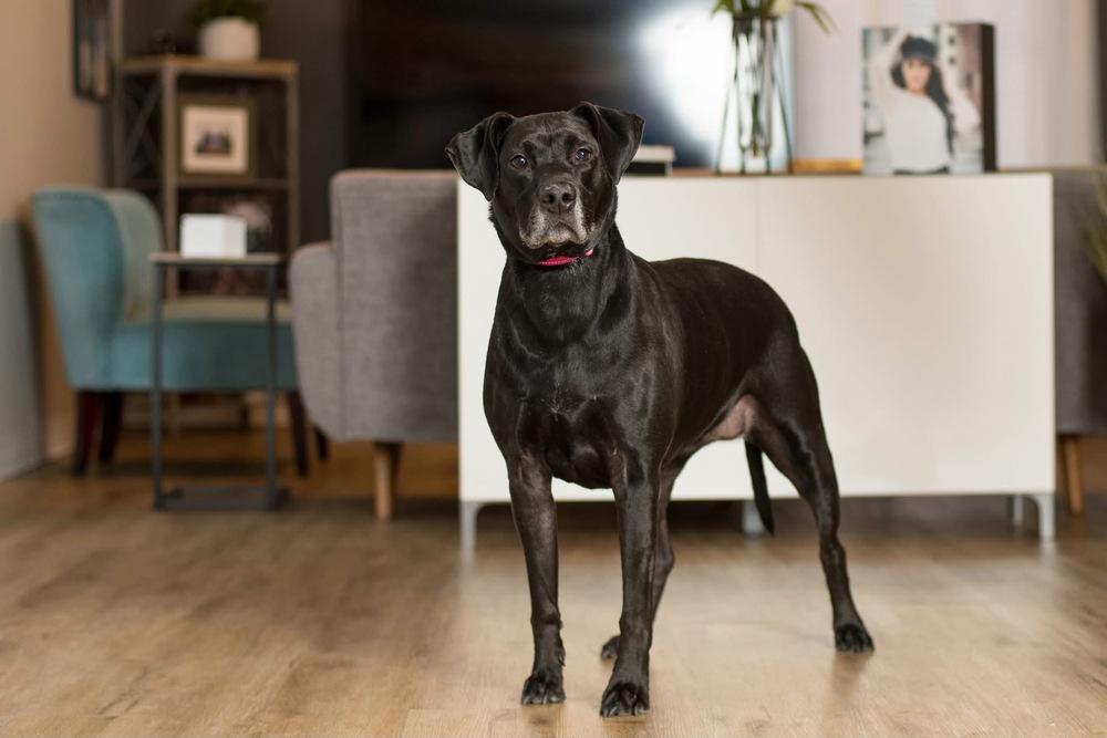 Coco, Adoptable, Adult Female American Staffordshire Terrier.