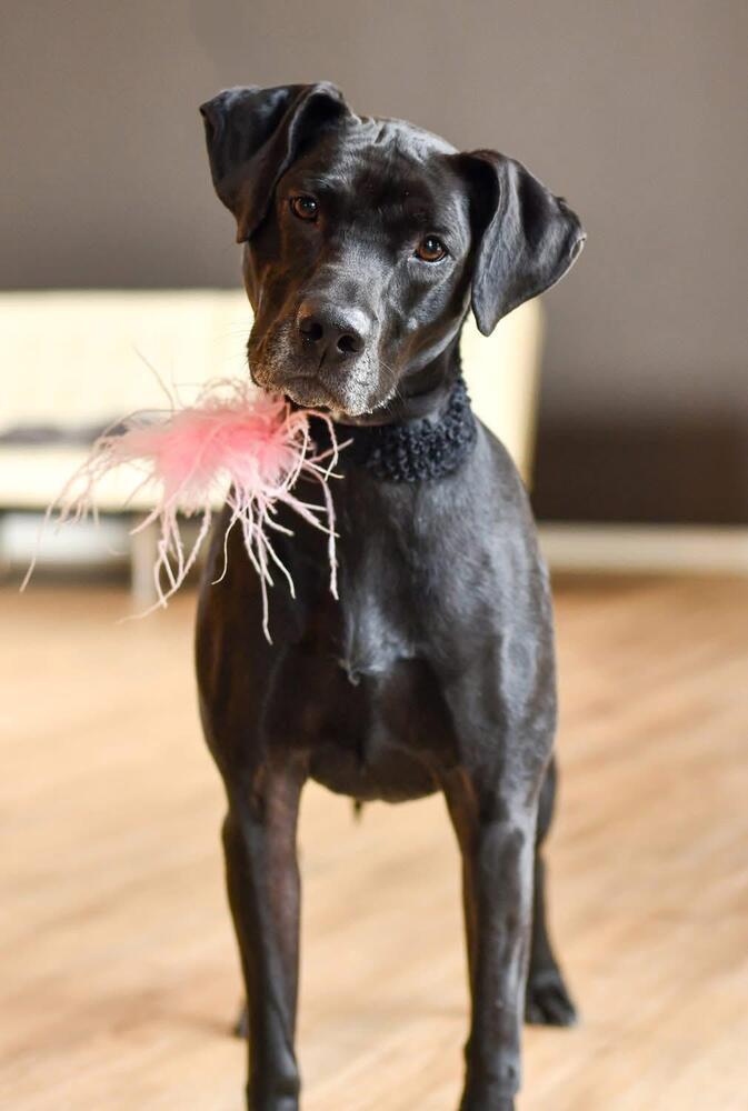 Enlarge Coco, a Adoptable American Staffordshire Terrier in Grove City, OH image 3/6
