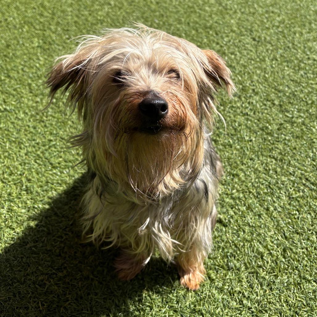 Oreo, Adoptable, Adult Male Yorkshire Terrier & Mixed Breed.