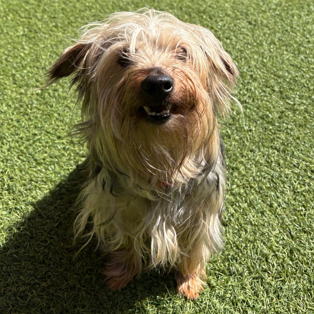 Enlarge Oreo, a Adoptable mixed breed in Washington Township, OH image 2/5