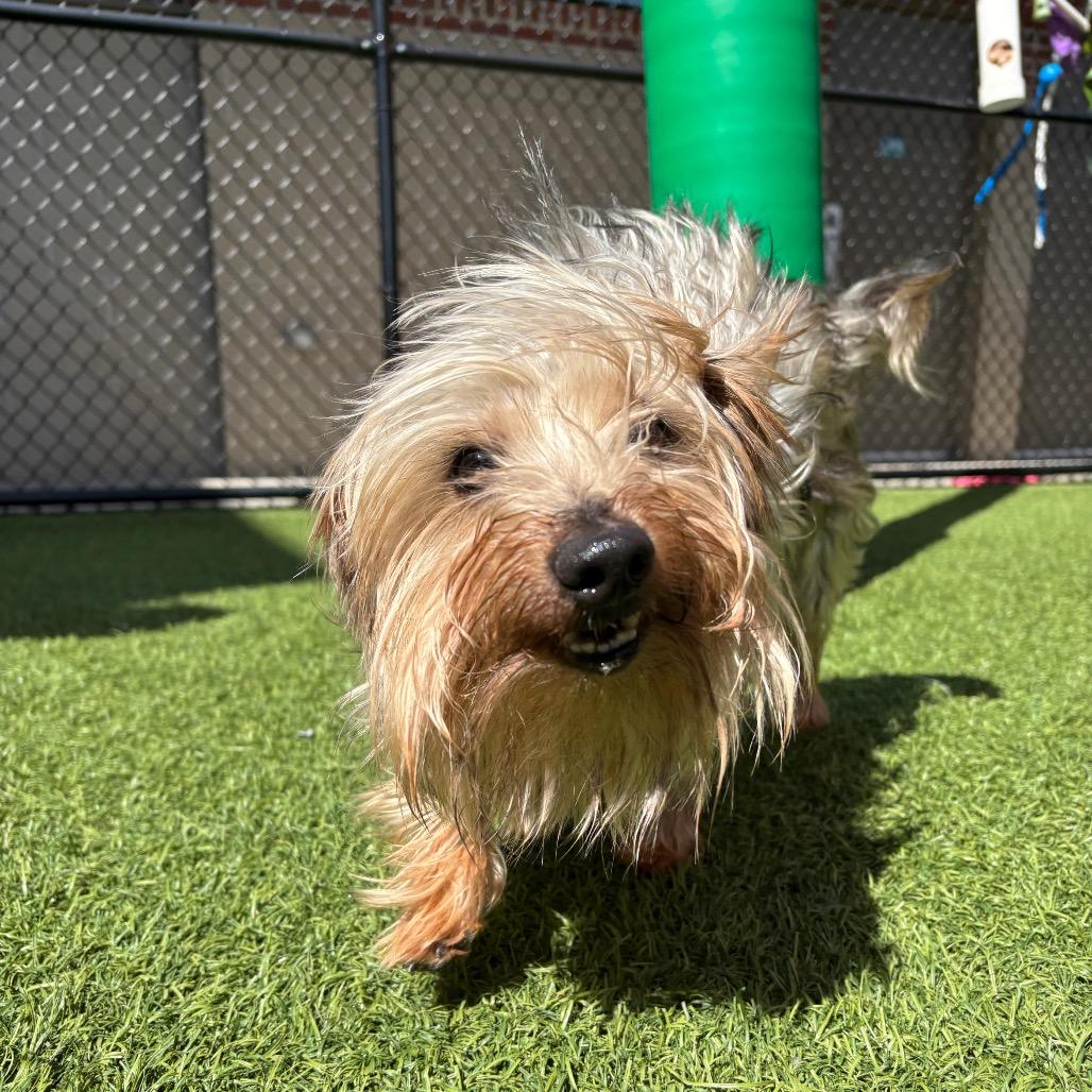 Enlarge Oreo, a Adoptable mixed breed in Washington Township, OH image 3/5