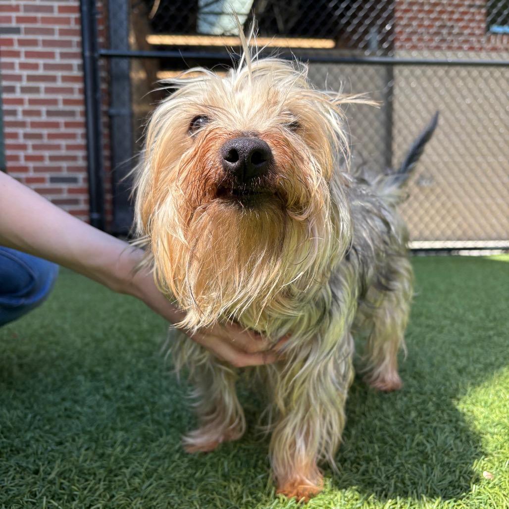 Enlarge Oreo, a Adoptable mixed breed in Washington Township, OH image 4/5