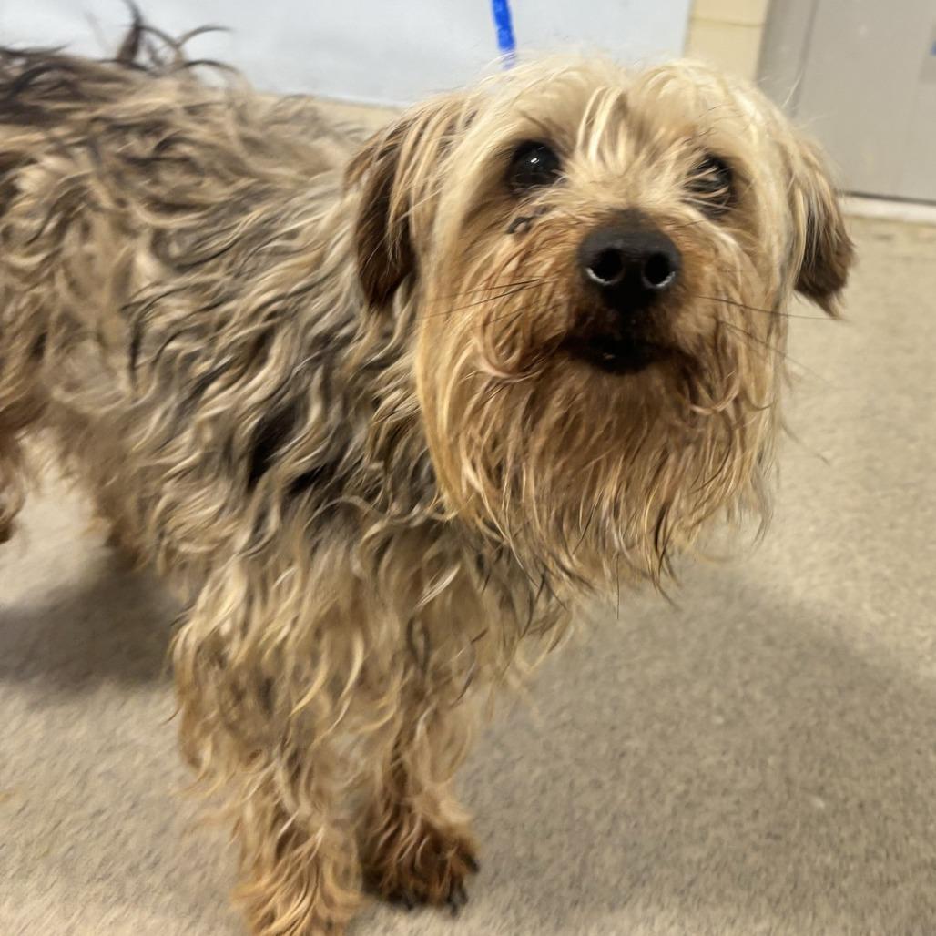 Enlarge Oreo, a Adoptable mixed breed in Washington Township, OH image 5/5