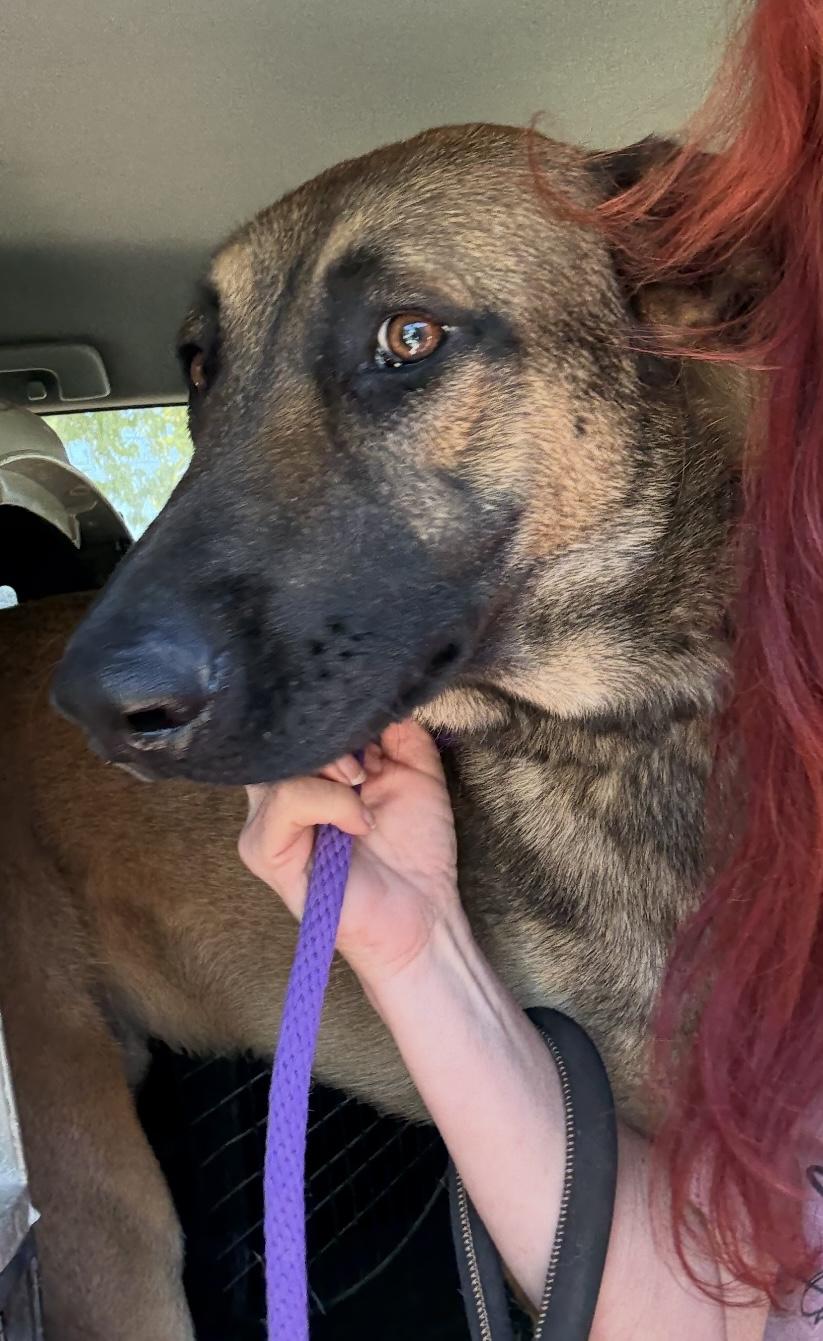Enlarge Zeus, a Adoptable Belgian Shepherd / Malinois in Agua Dulce, CA image 2/5