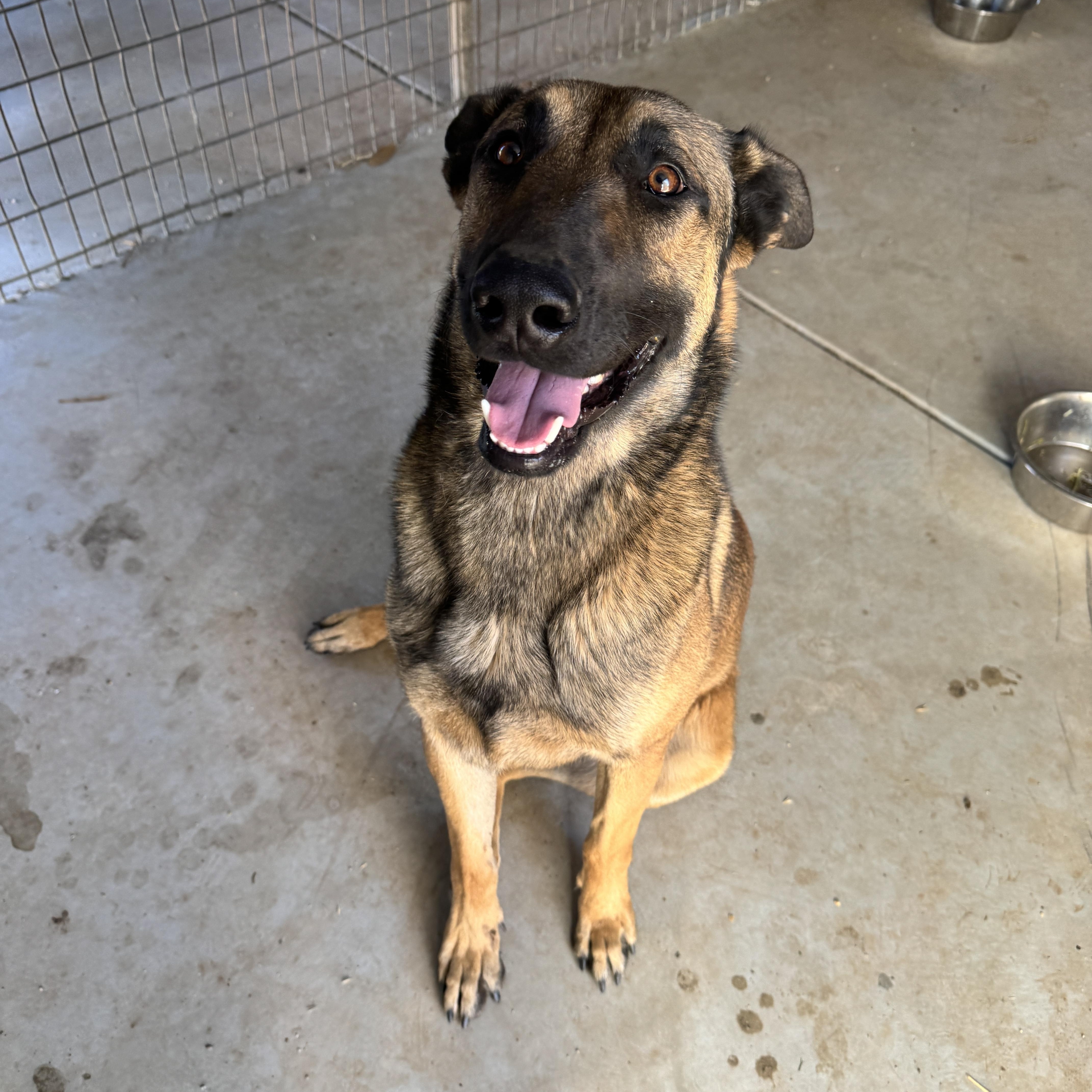 Enlarge Zeus, a Adoptable Belgian Shepherd / Malinois in Agua Dulce, CA image 4/5