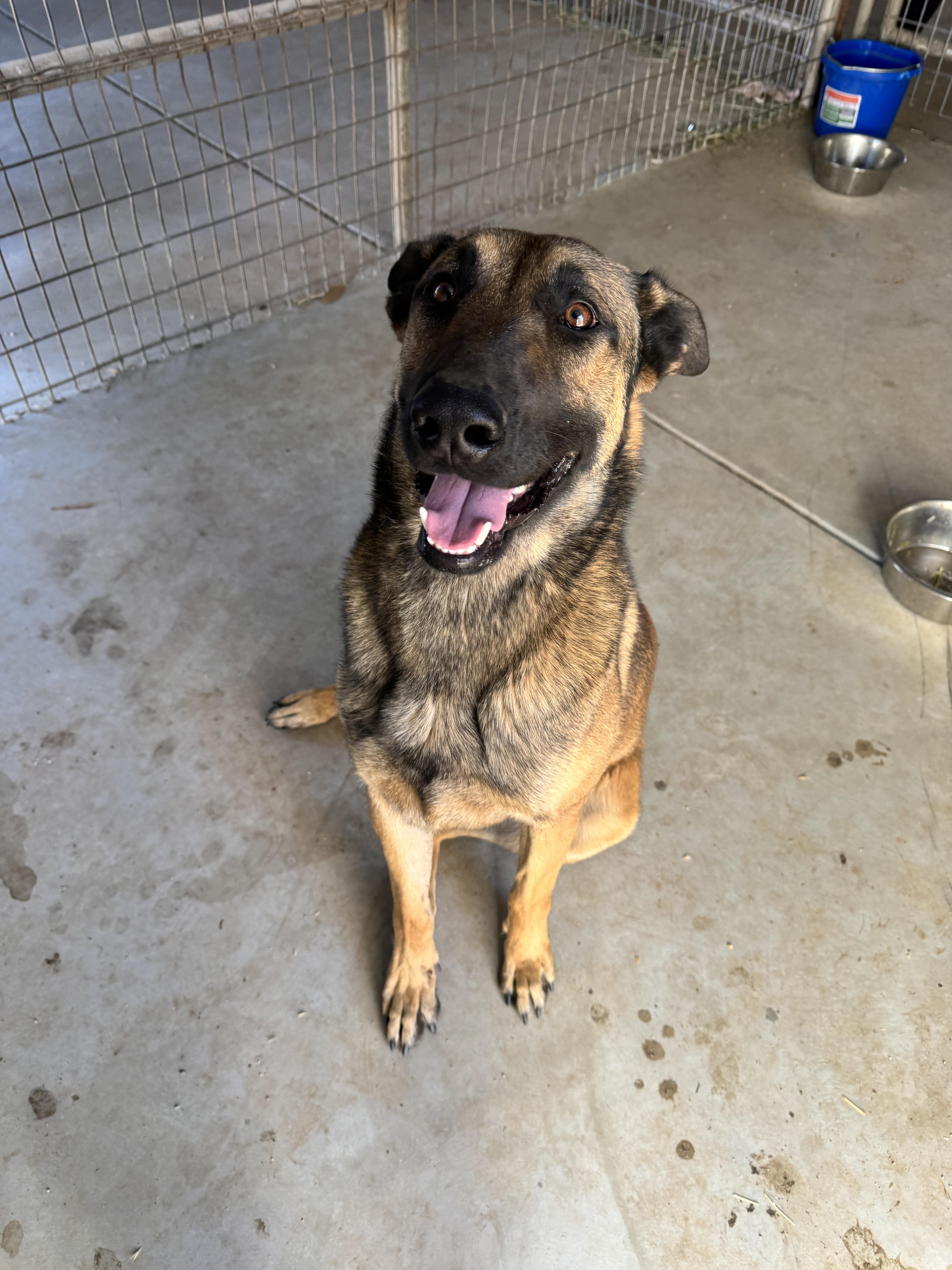 Enlarge Zeus, a Adoptable Belgian Shepherd / Malinois in Agua Dulce, CA image 3/5