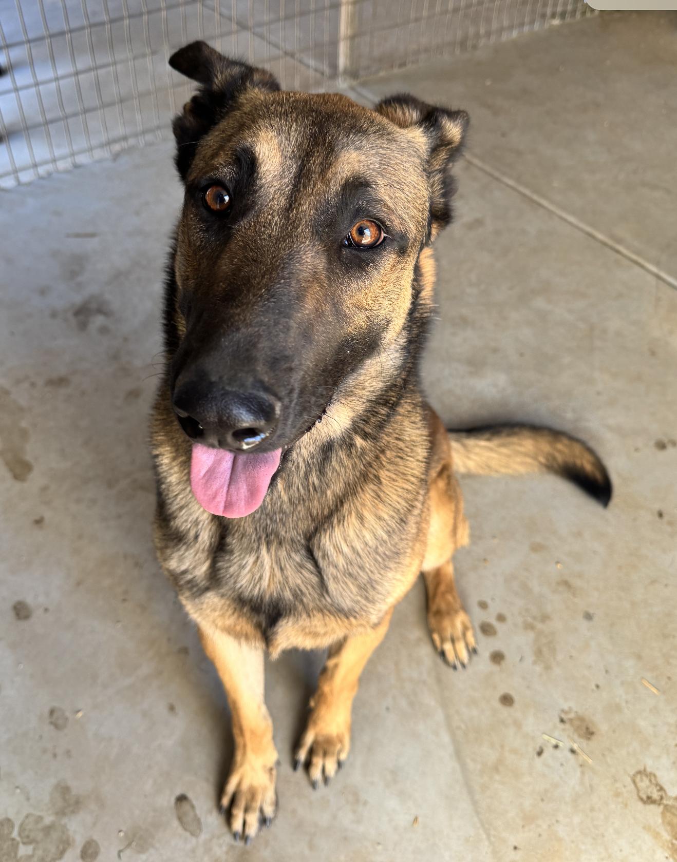 Enlarge Zeus, a Adoptable Belgian Shepherd / Malinois in Agua Dulce, CA image 1/3