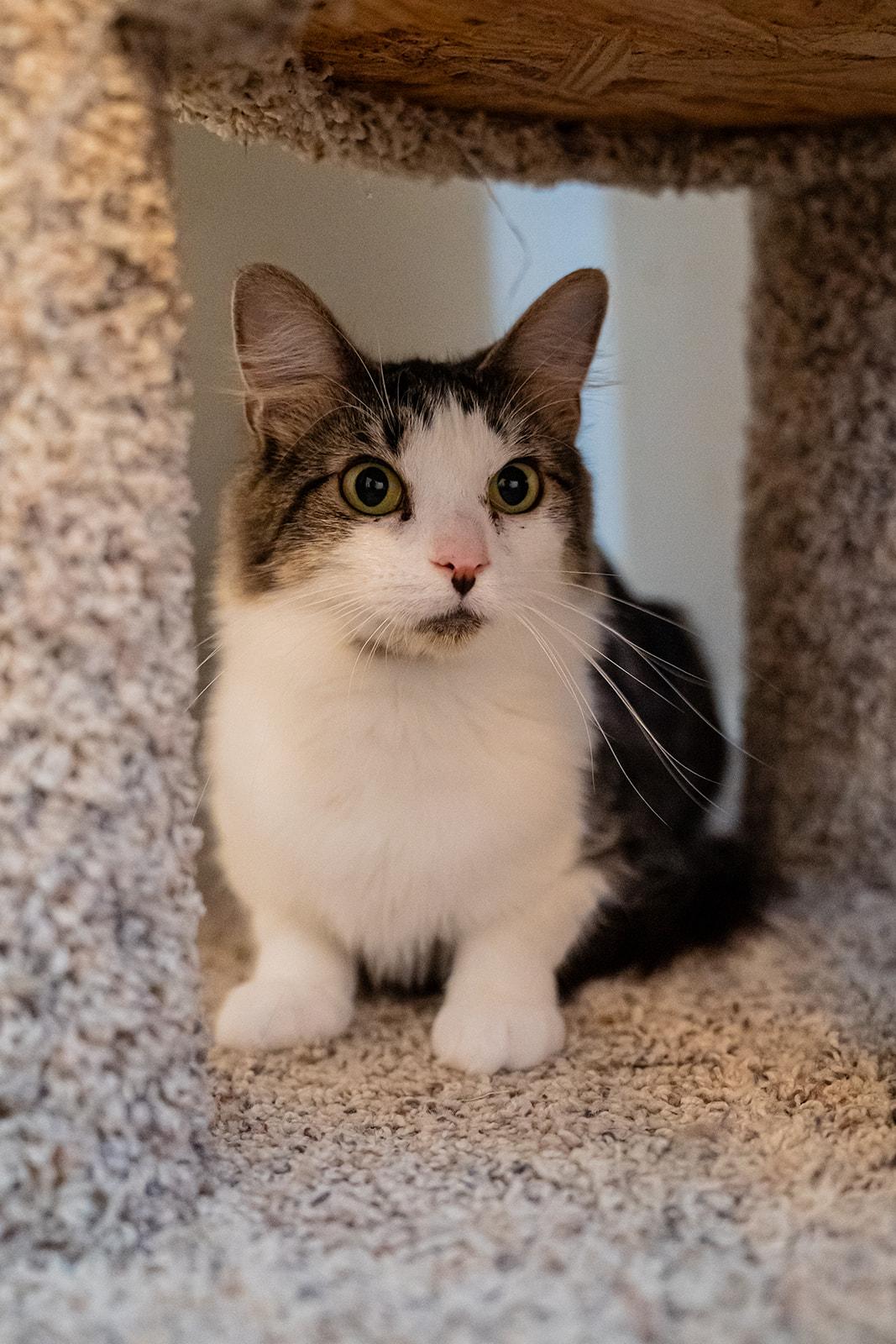 Wren, Adoptable, Adult Female Domestic Medium Hair.