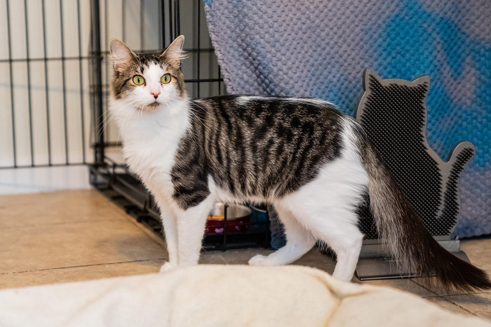 Enlarge Wren, a Adoptable Domestic Medium Hair in Dellslow, WV image 2/3