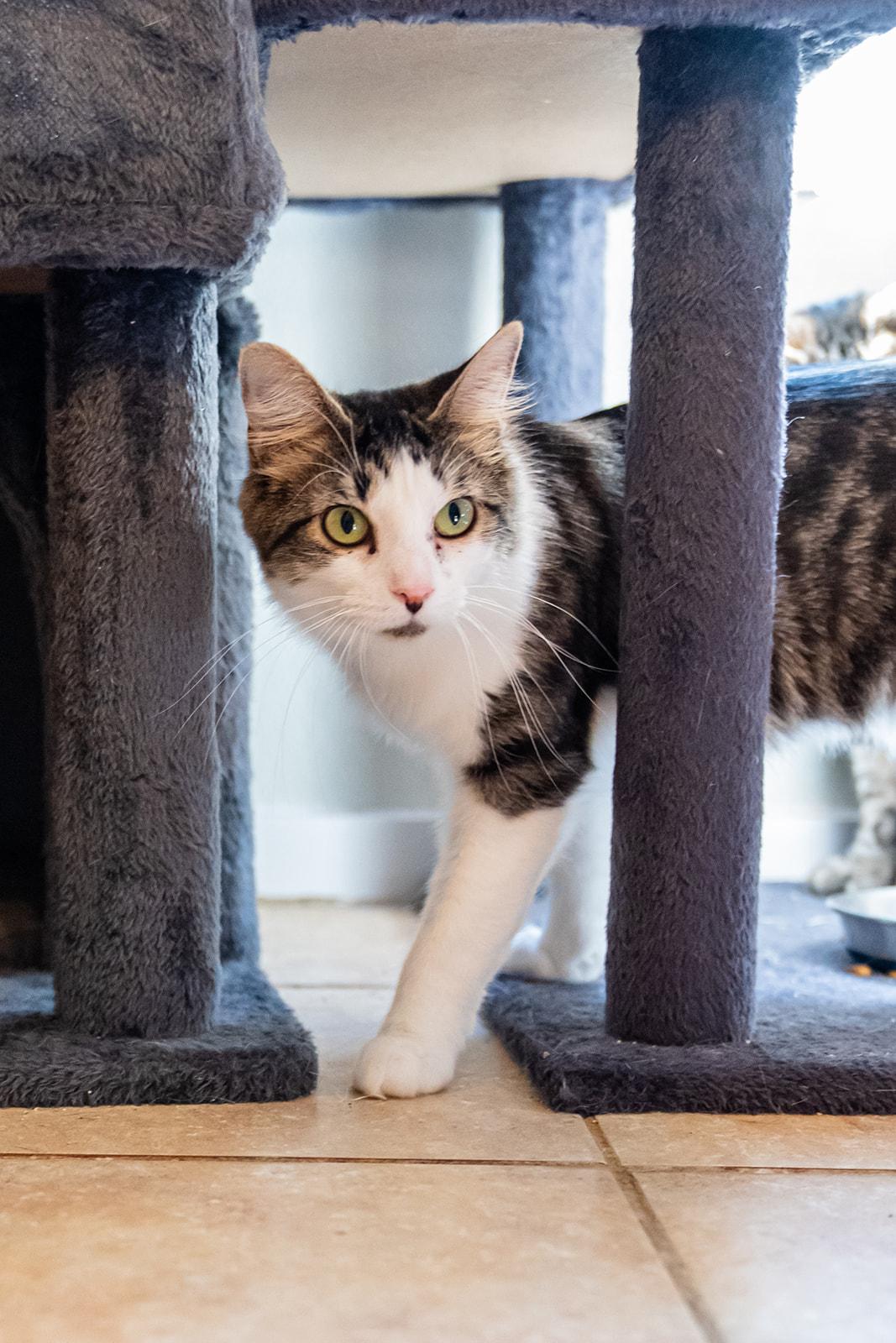 Enlarge Wren, a Adoptable Domestic Medium Hair in Dellslow, WV image 3/3