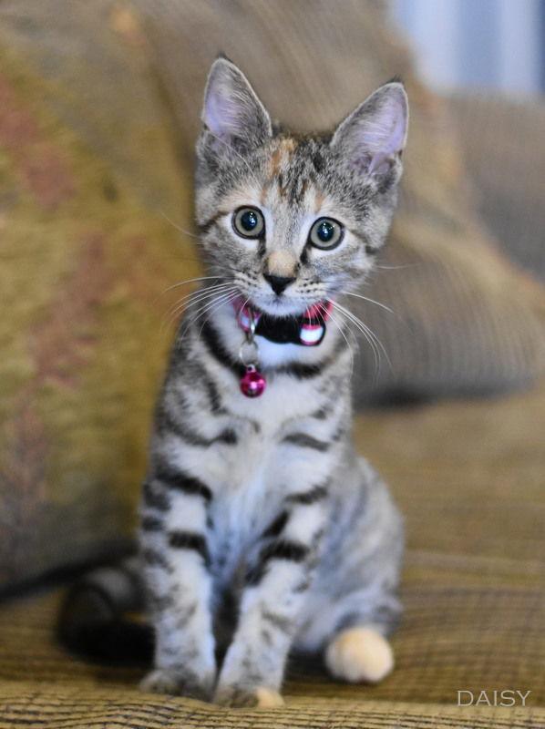 Daisy, Adopted, Young Female Calico.