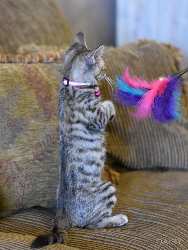 Daisy, a Adopted Calico in Montgomery, TX image 2/3