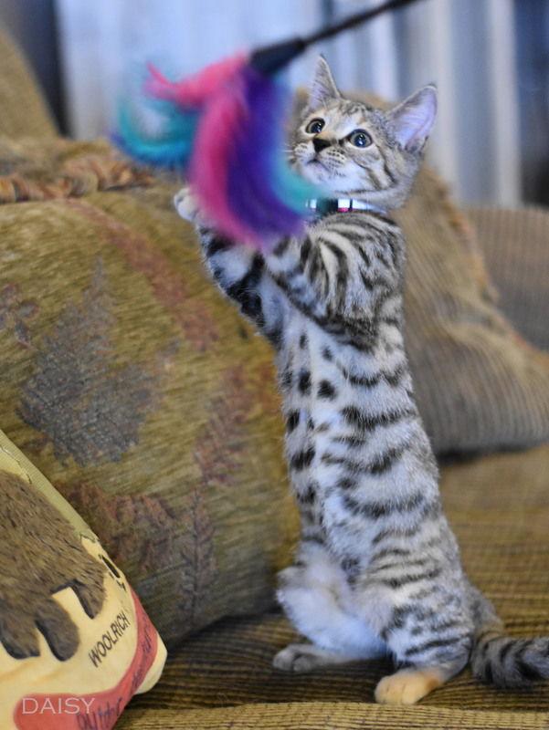 Daisy, a Adopted Calico in Montgomery, TX image 3/3