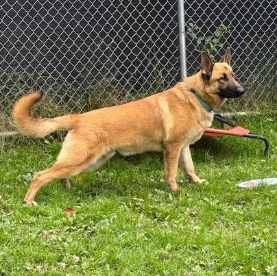 Enlarge Moose, a Adoptable German Shepherd Dog in Honesdale, PA image 2/2