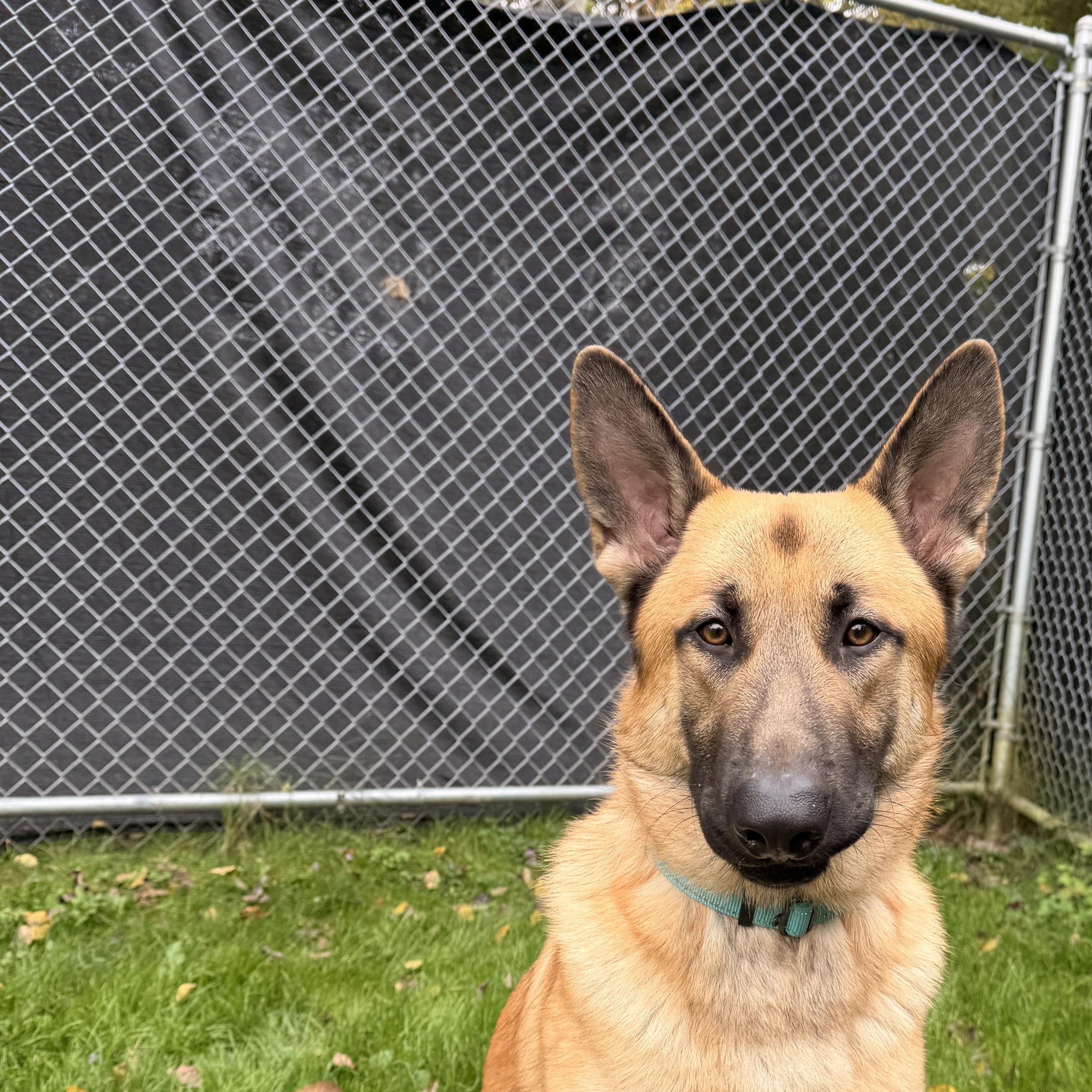 Moose, Adoptable, Young Male German Shepherd Dog.