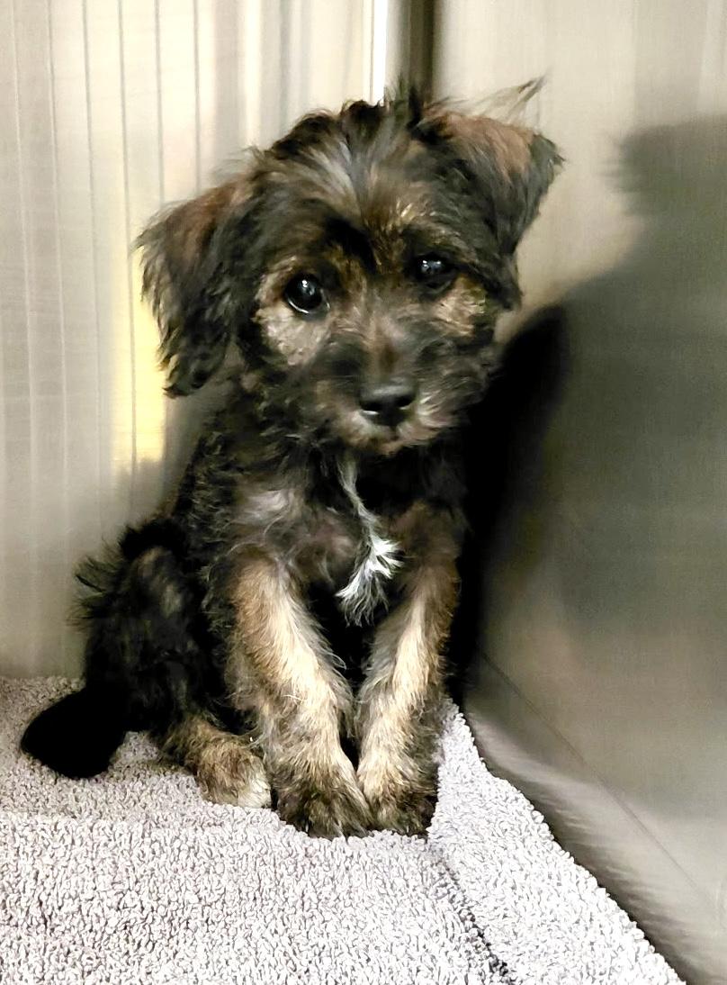 Josephine, a ADOPTABLE mixed breed in Los Angeles, CA image 5/5