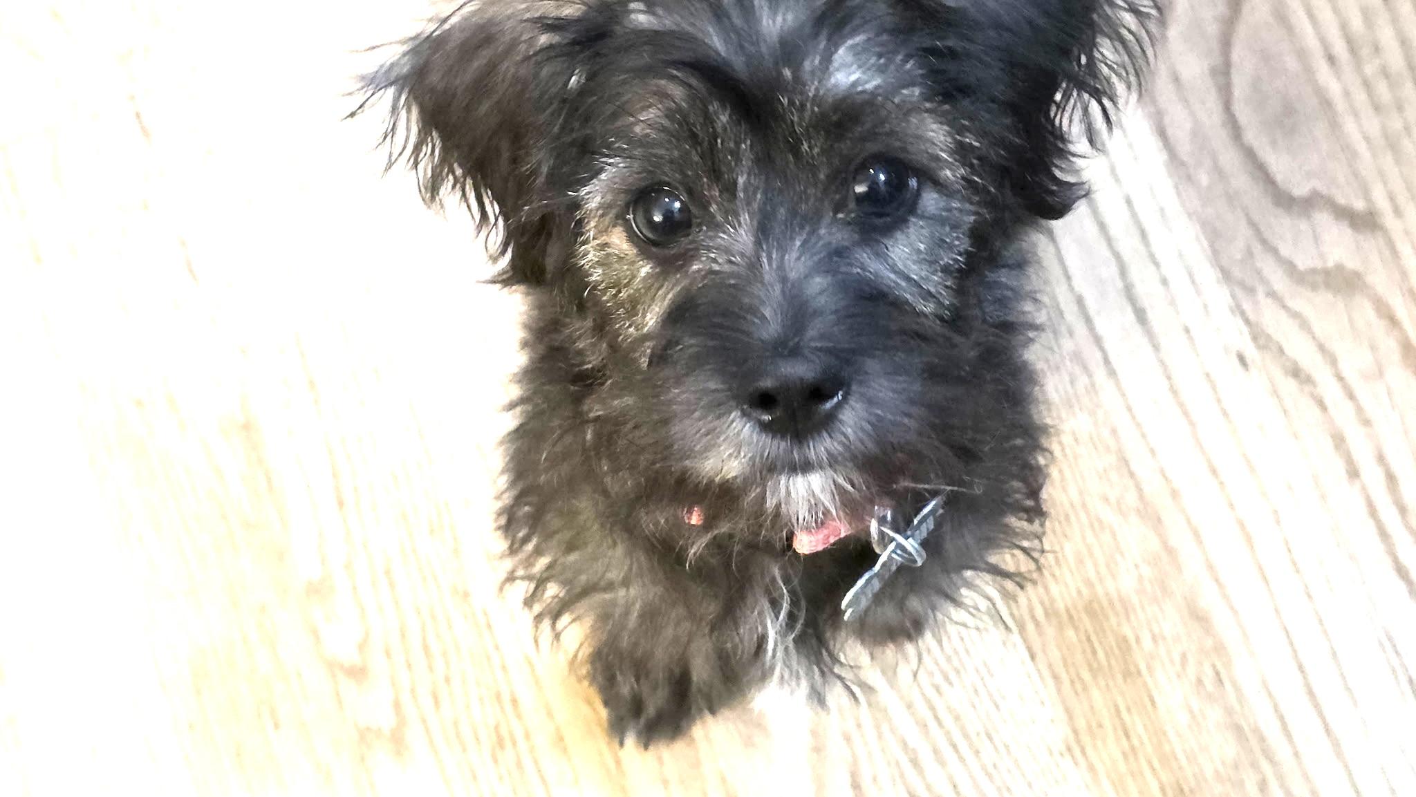 Josephine, a ADOPTABLE mixed breed in Los Angeles, CA image 3/5