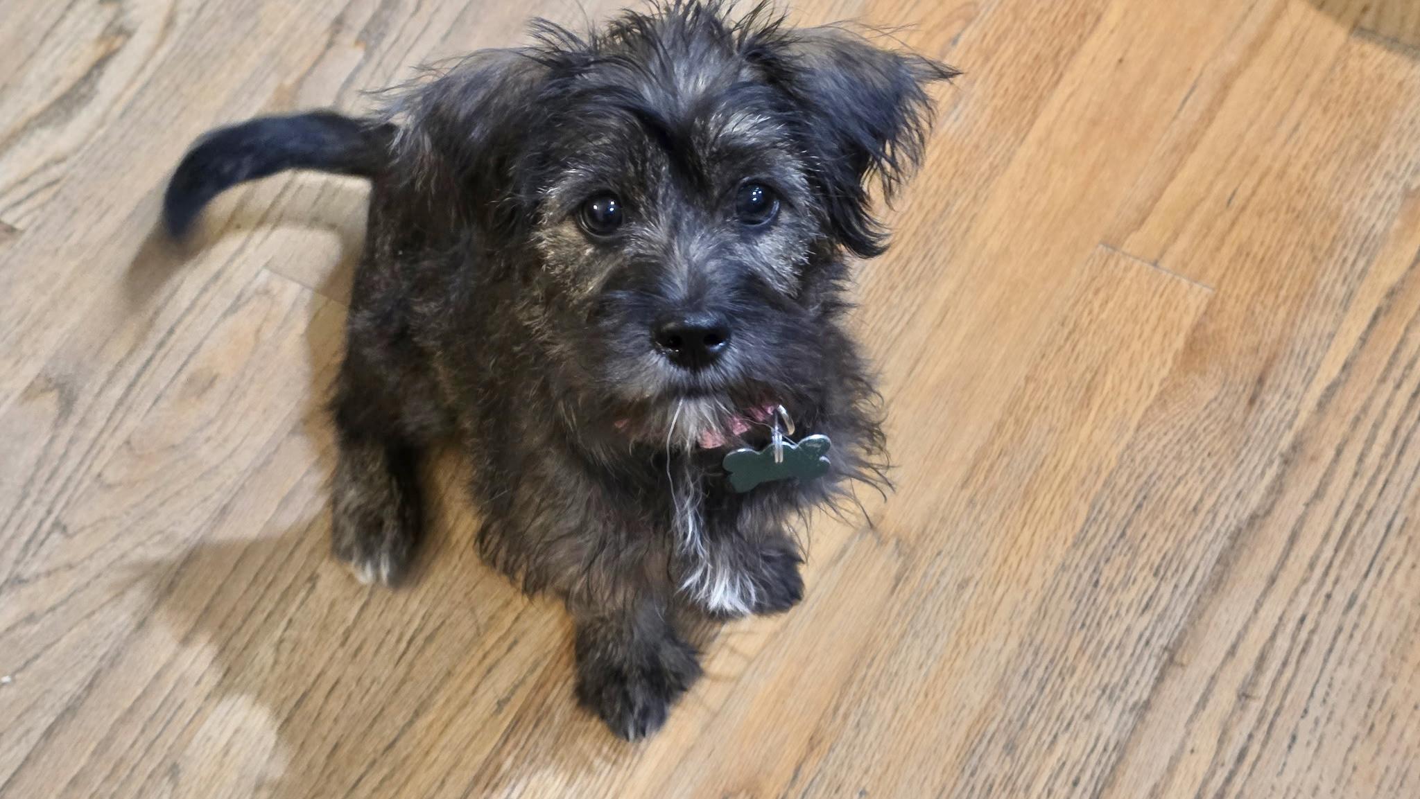 Josephine, a ADOPTABLE mixed breed in Los Angeles, CA image 2/5