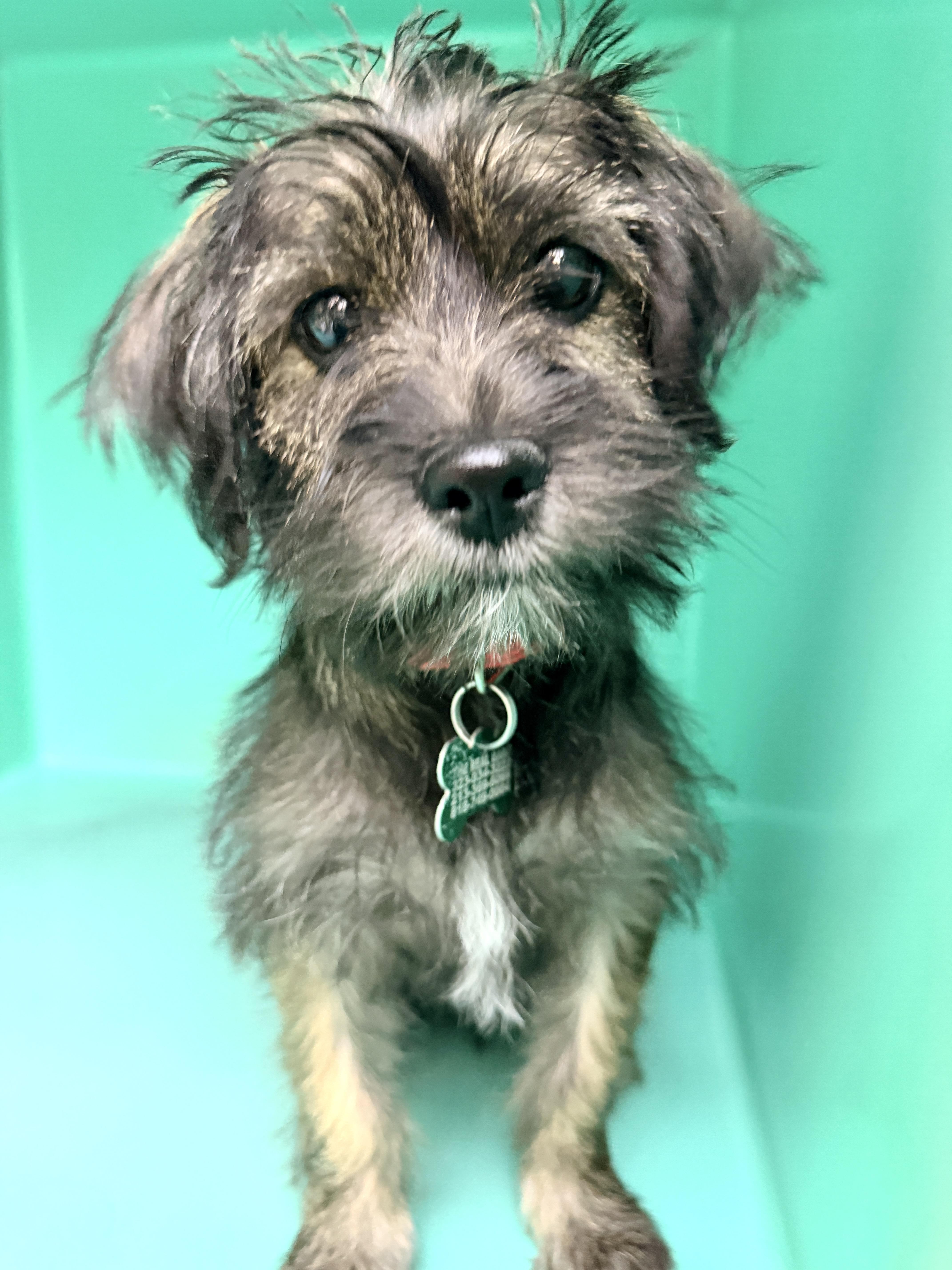 Enlarge Josephine, a Adopted mixed breed in Los Angeles, CA image 2/6