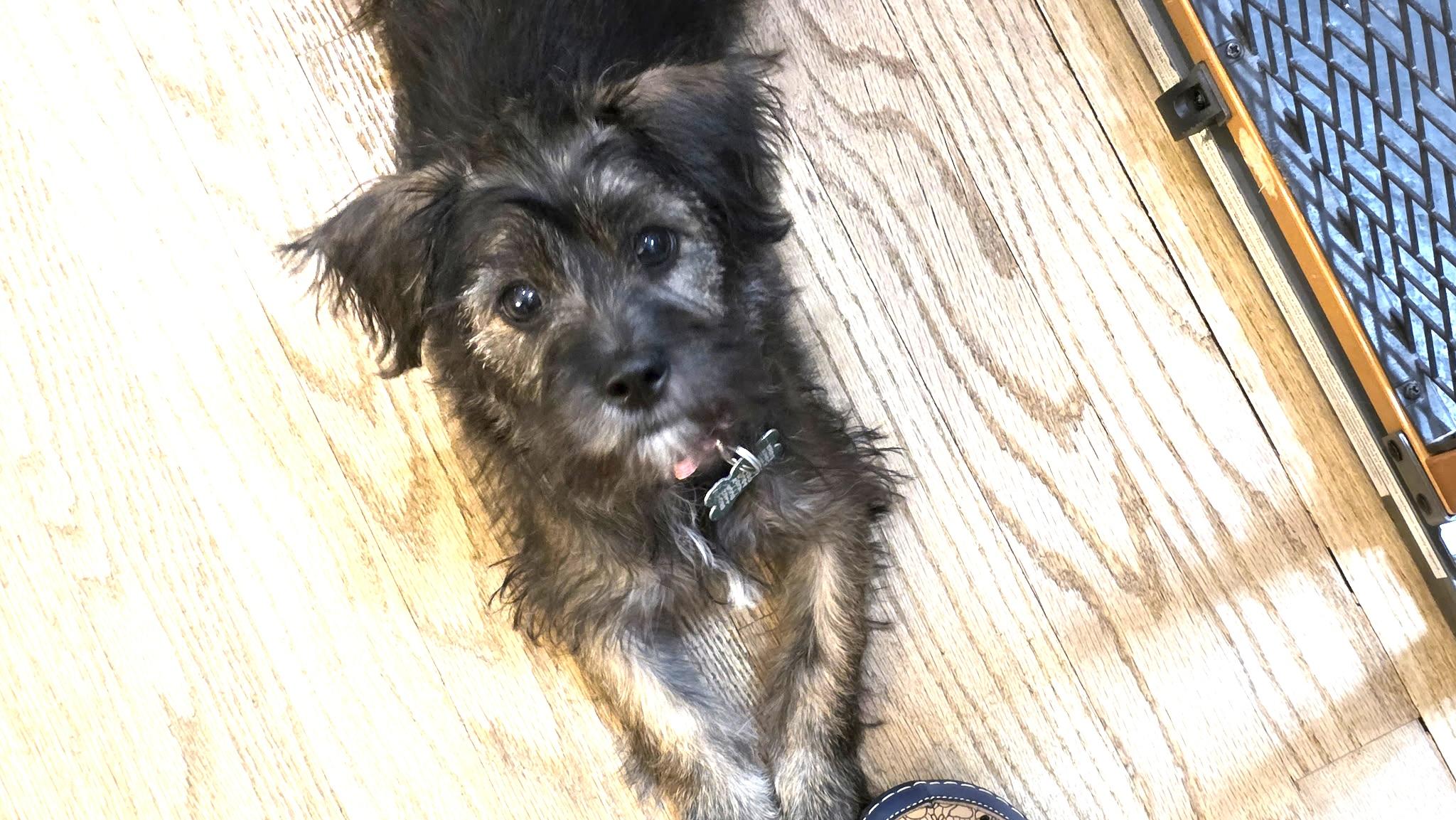 Josephine, a ADOPTABLE mixed breed in Los Angeles, CA image 4/5