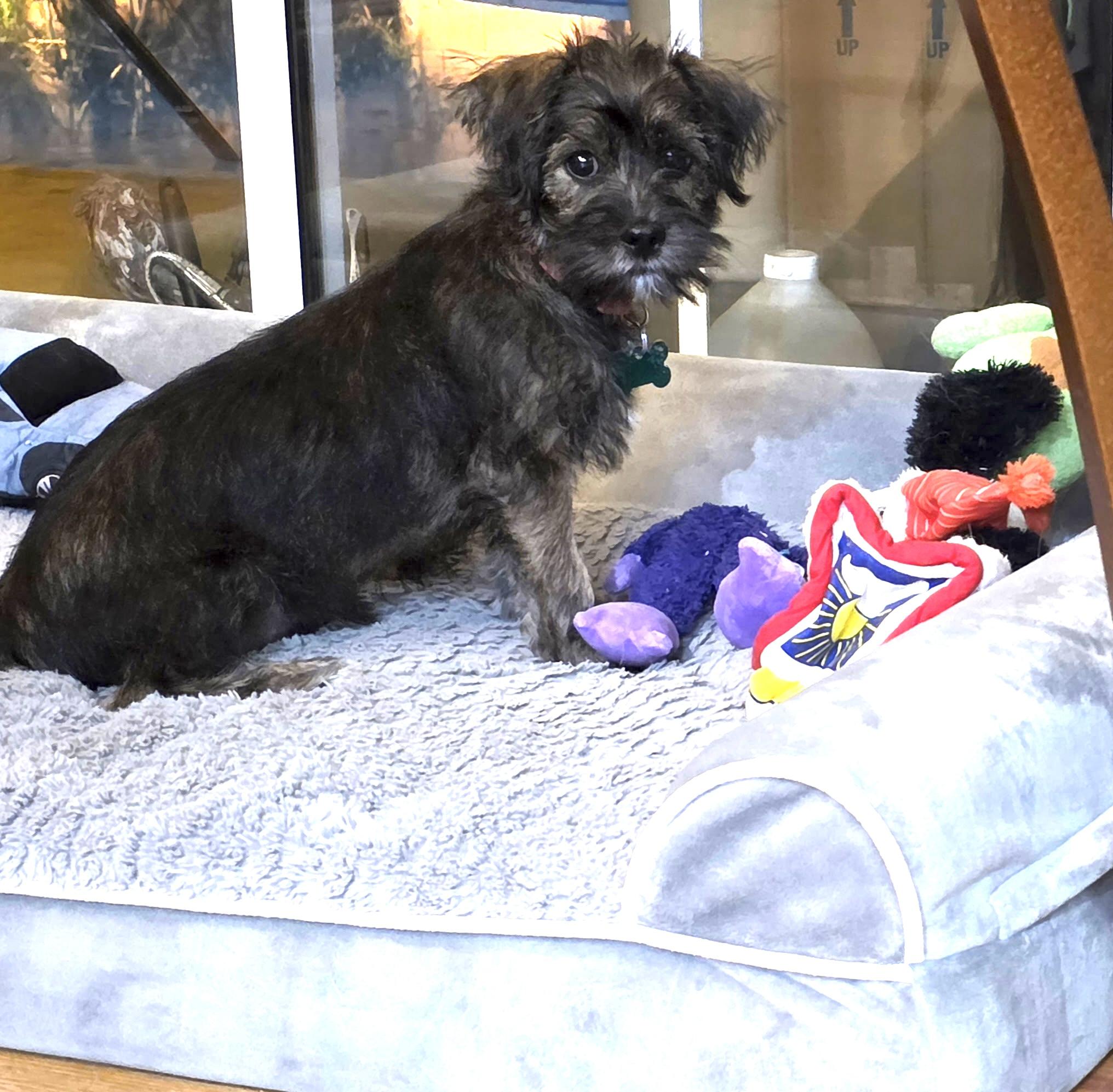 Josephine, ADOPTABLE, Young Female Cairn Terrier.