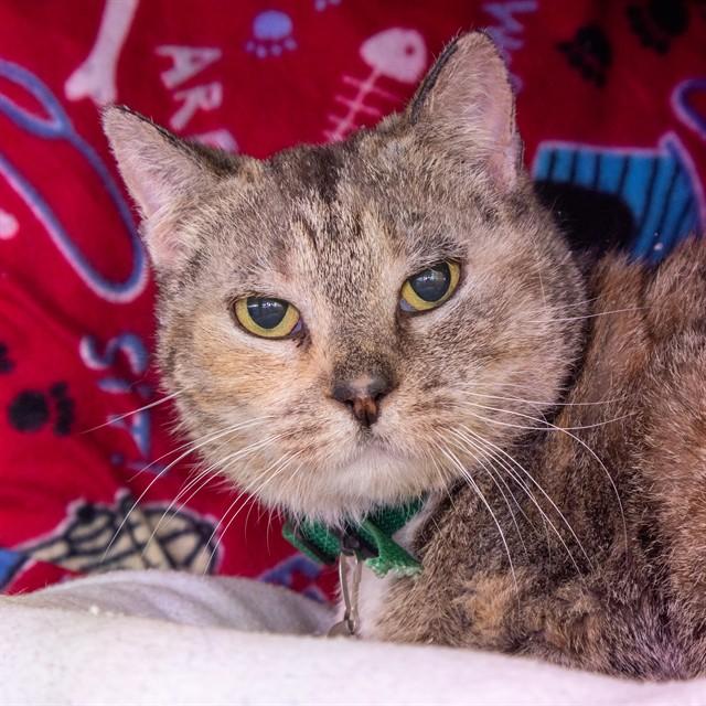 Enlarge MUSHU, a Adoptable Domestic Short Hair in St. Louis, MO image 1/1
