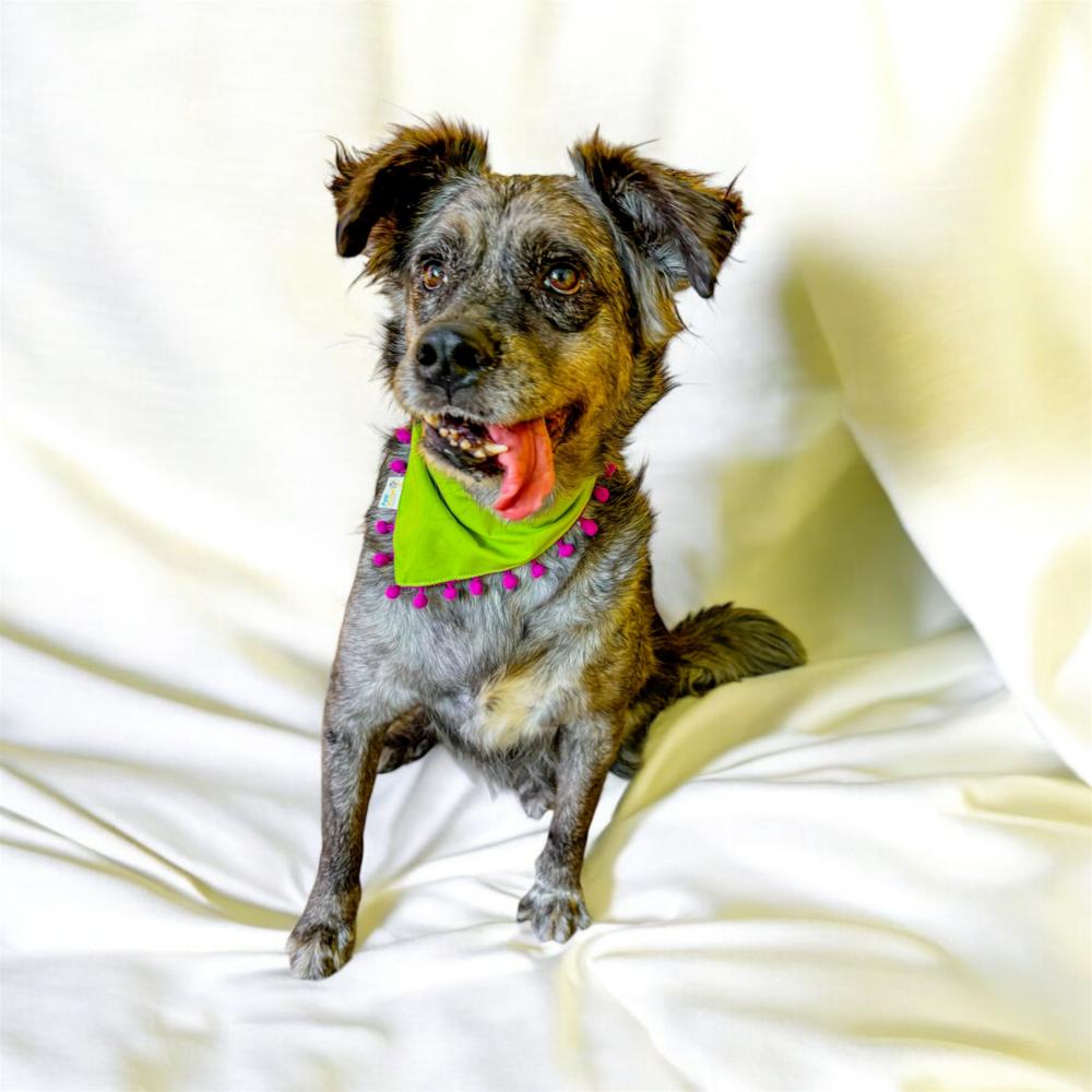 DUSTY, Adoptable, Adult Male Shepherd.