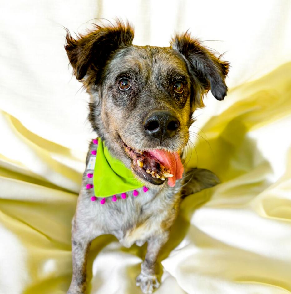 Enlarge DUSTY, a Adoptable mixed breed in Langley, BC image 2/4