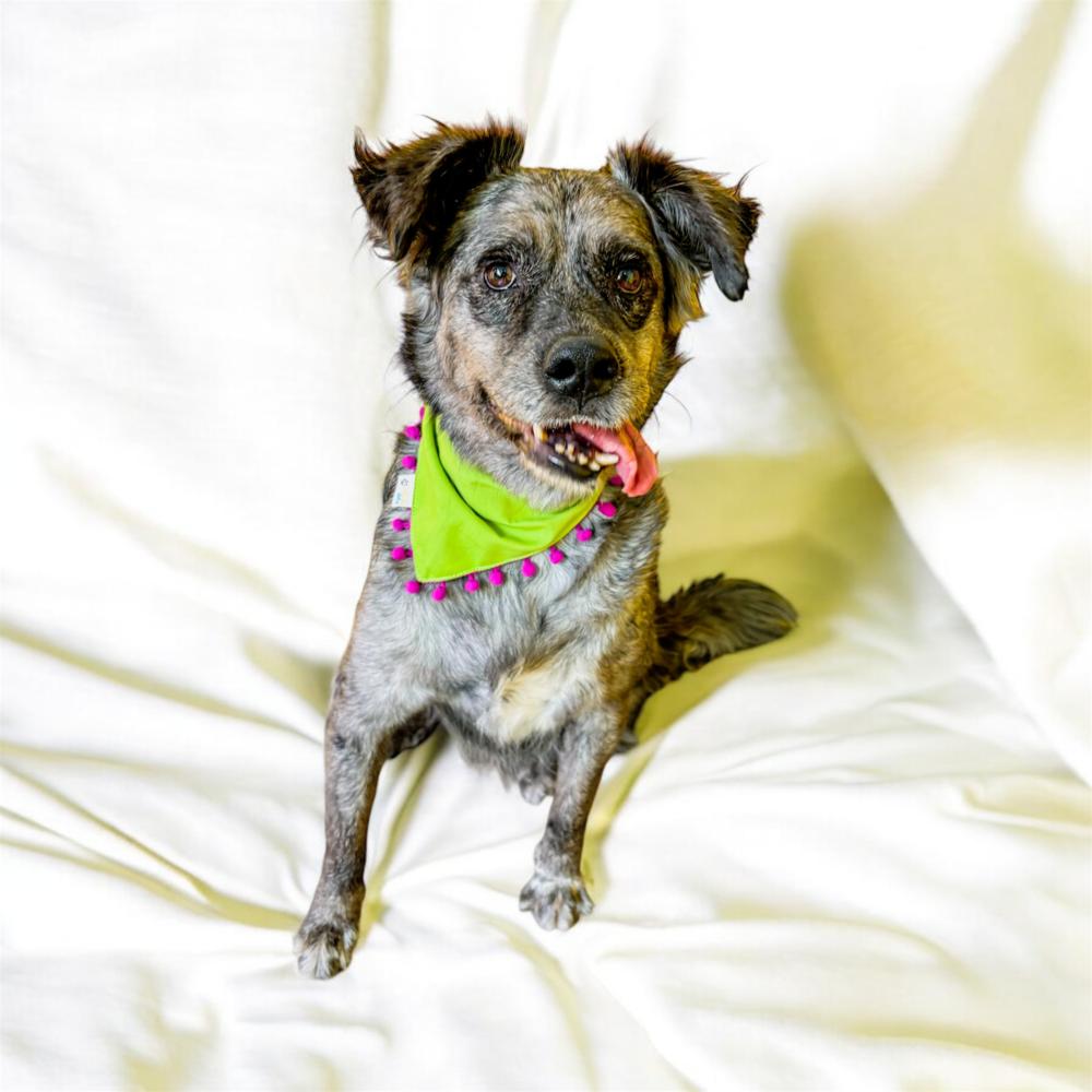 Enlarge DUSTY, a Adoptable mixed breed in Langley, BC image 3/4