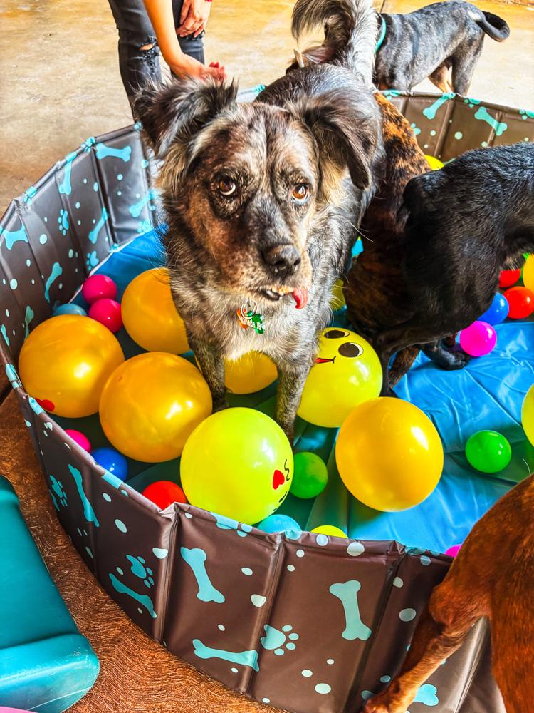 Enlarge DUSTY, a Adoptable mixed breed in Langley, BC image 4/4