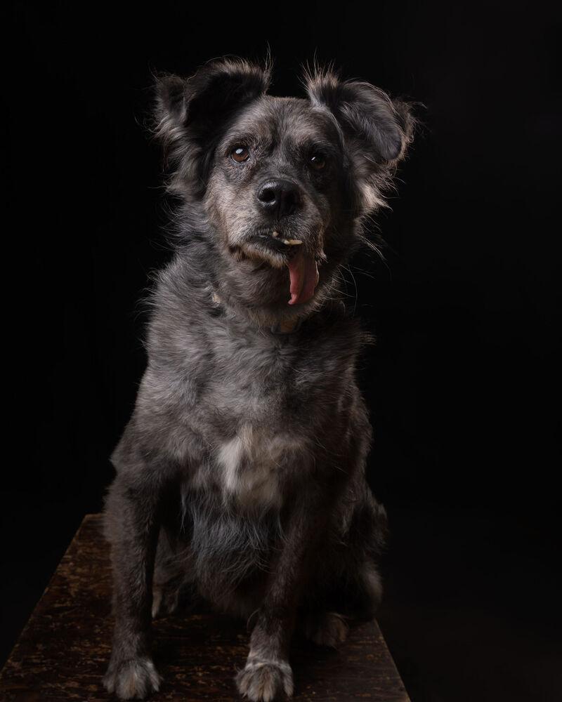 Enlarge DUSTY, a Adoptable mixed breed in Langley, BC image 5/6