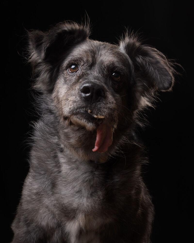 Enlarge DUSTY, a Adoptable mixed breed in Langley, BC image 6/6