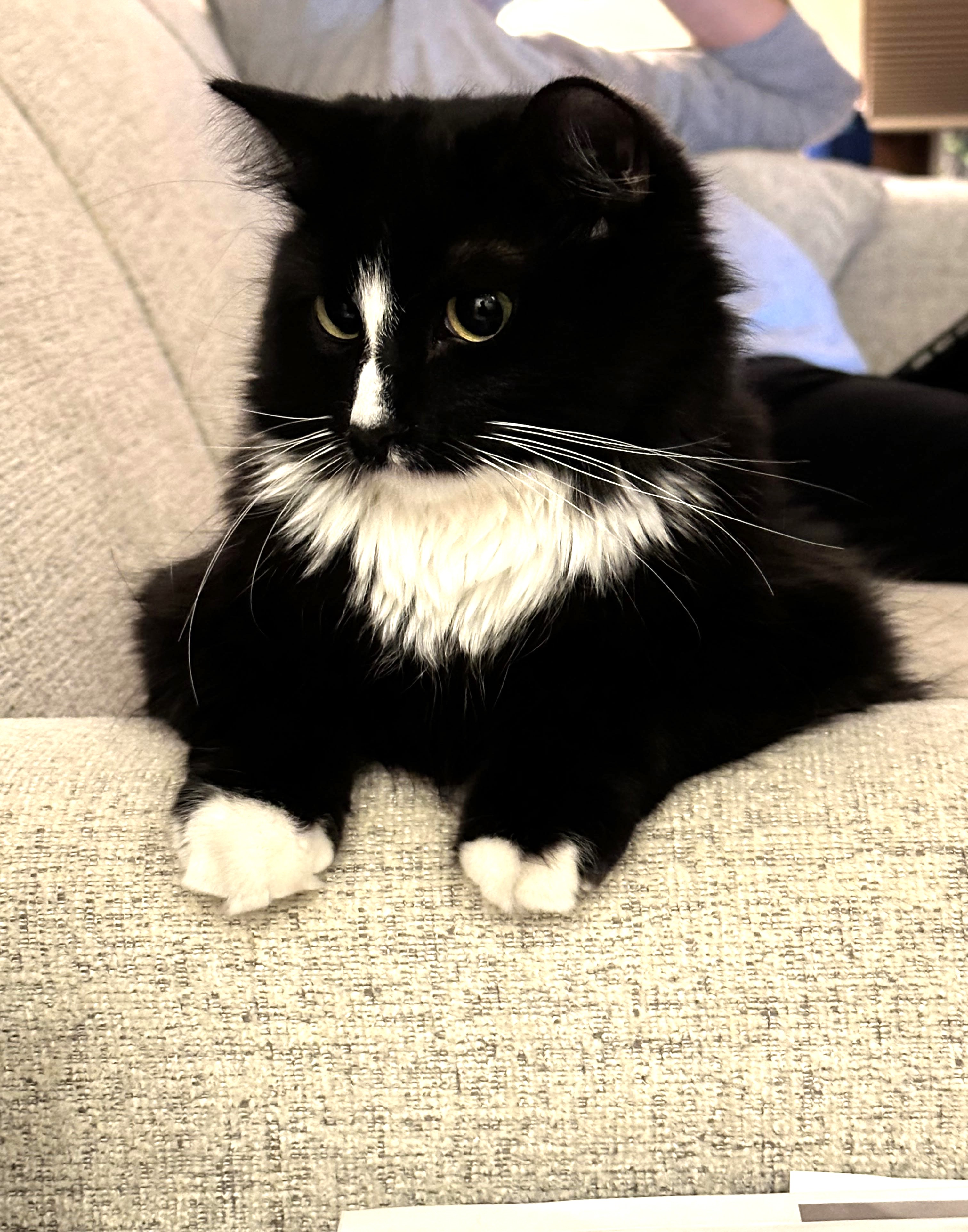 Enlarge Millie, a Adopted mixed breed in Des Moines, IA image 1/4