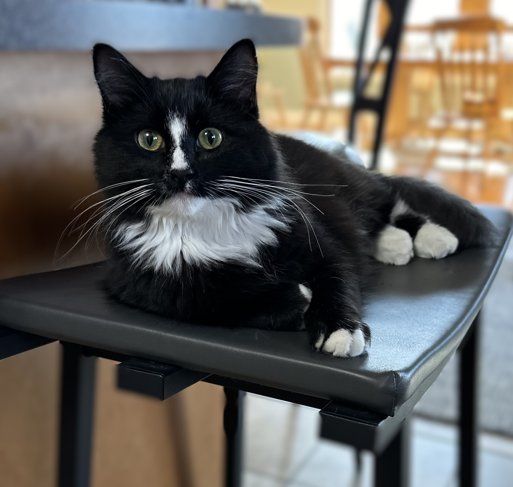 Enlarge Millie, a Adopted mixed breed in Des Moines, IA image 3/4