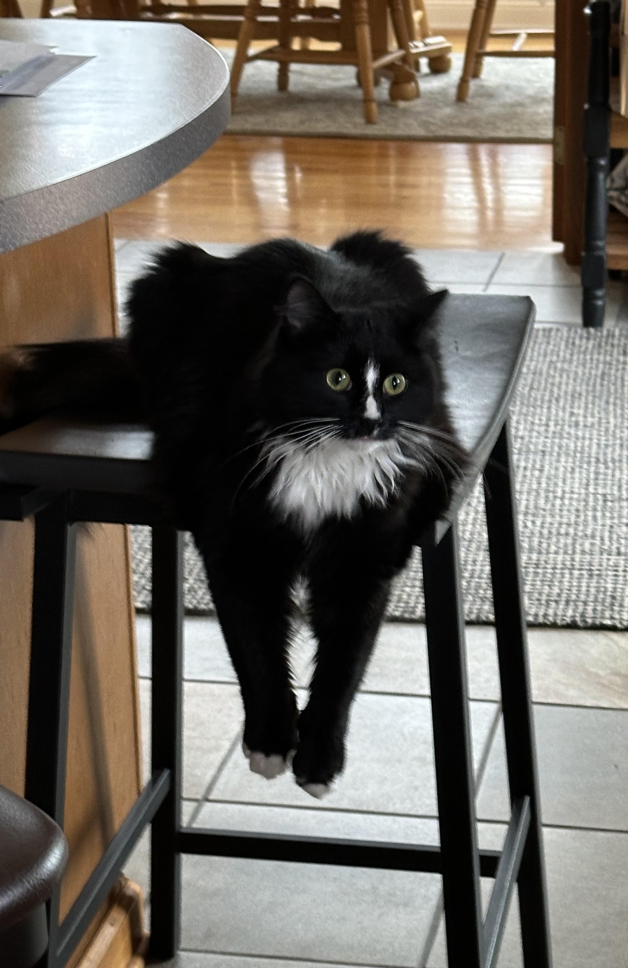 Enlarge Millie, a Adopted mixed breed in Des Moines, IA image 4/4