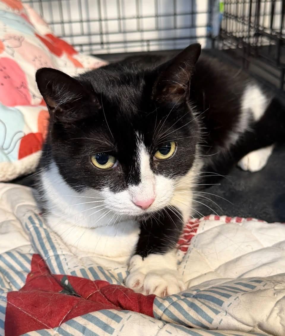 Oreo, adopted, Adult Female Domestic Short Hair.