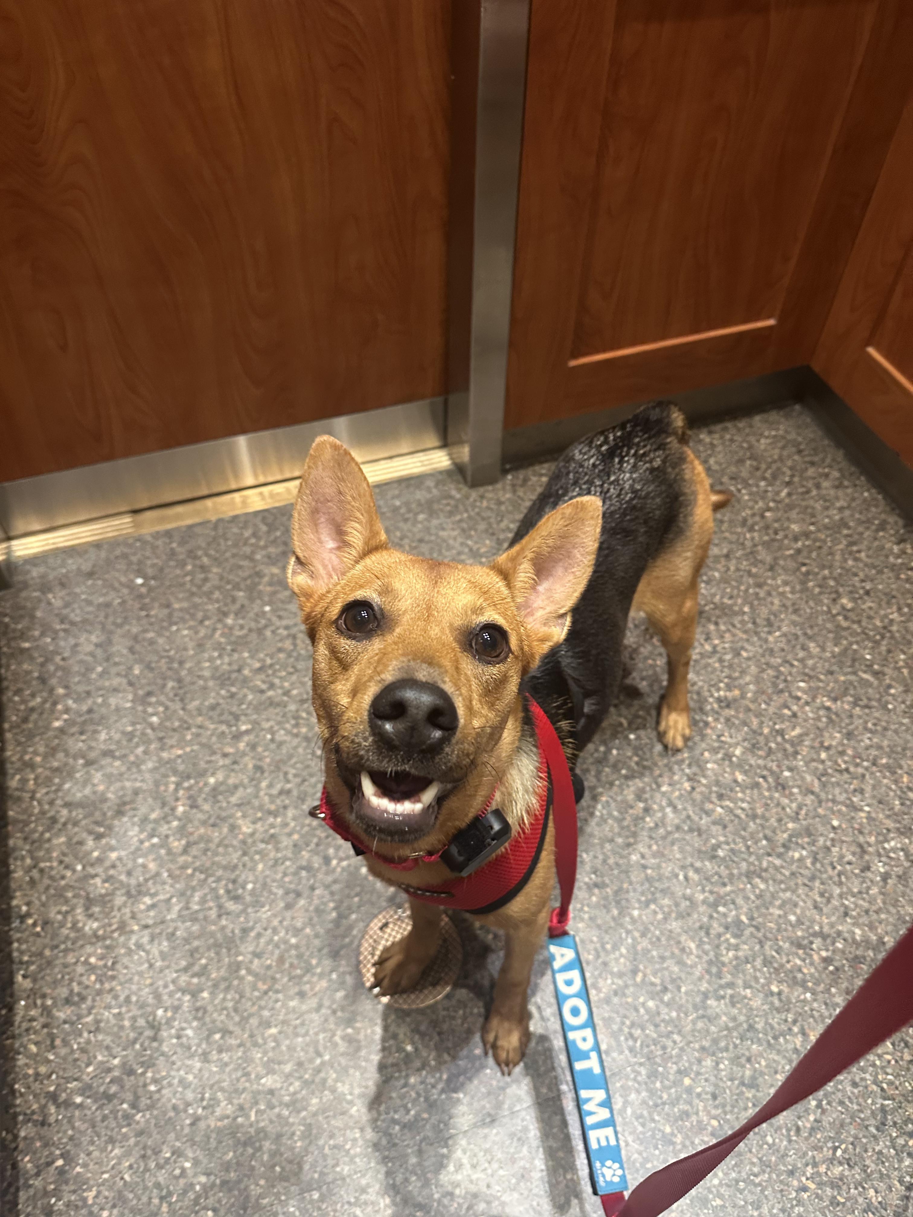 Shakira, a ADOPTABLE Mixed Breed in Montrose, NY image 2/5