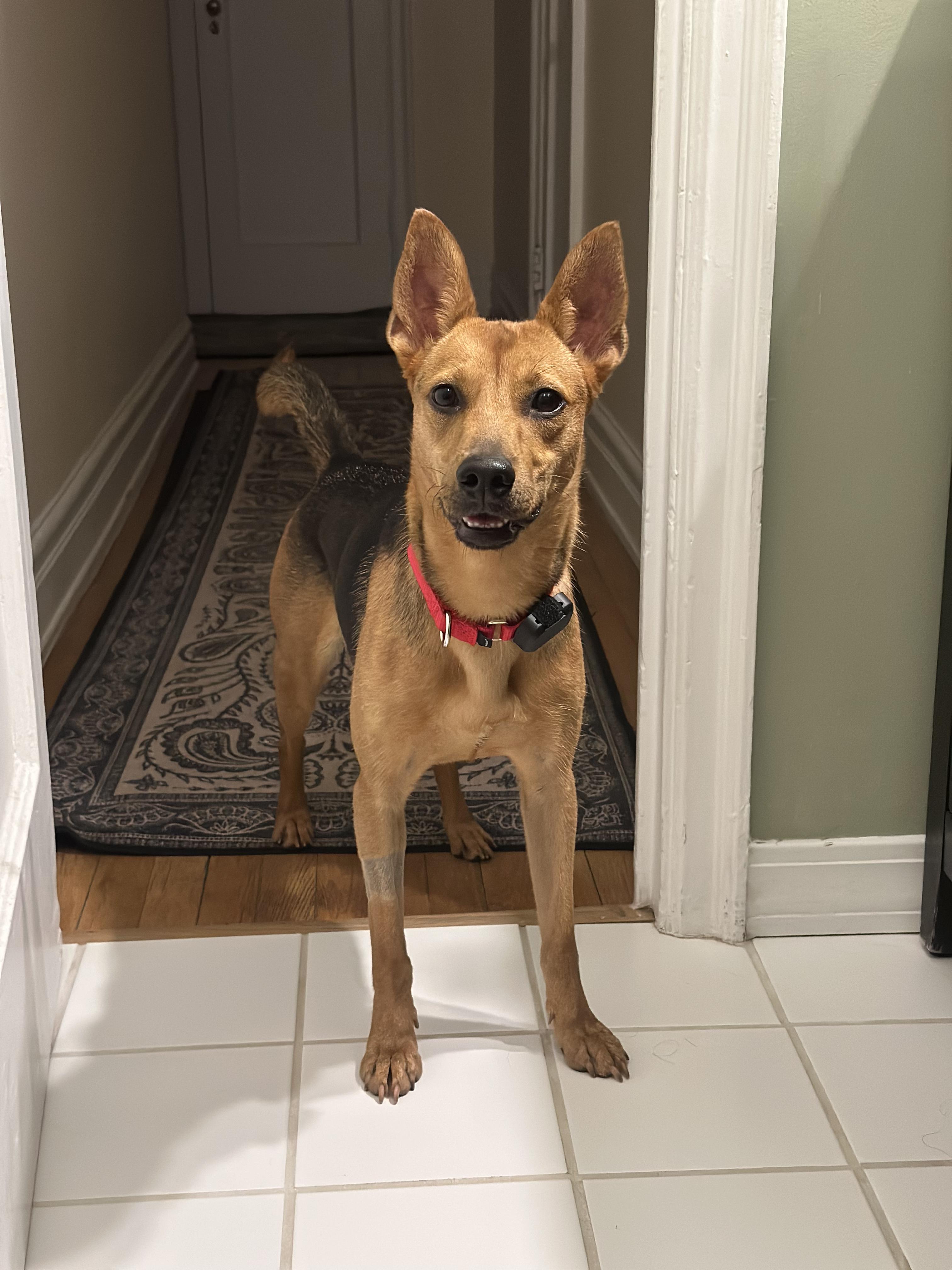 Shakira, a ADOPTABLE Mixed Breed in Montrose, NY image 3/5