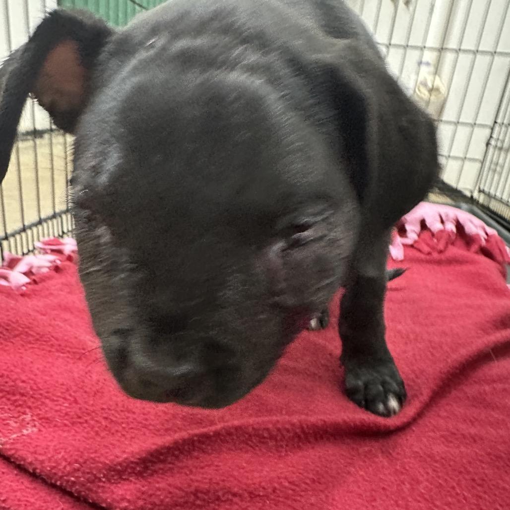 Enlarge MOJO, a Adoptable Mixed Breed in Lake Jackson, TX image 1/2