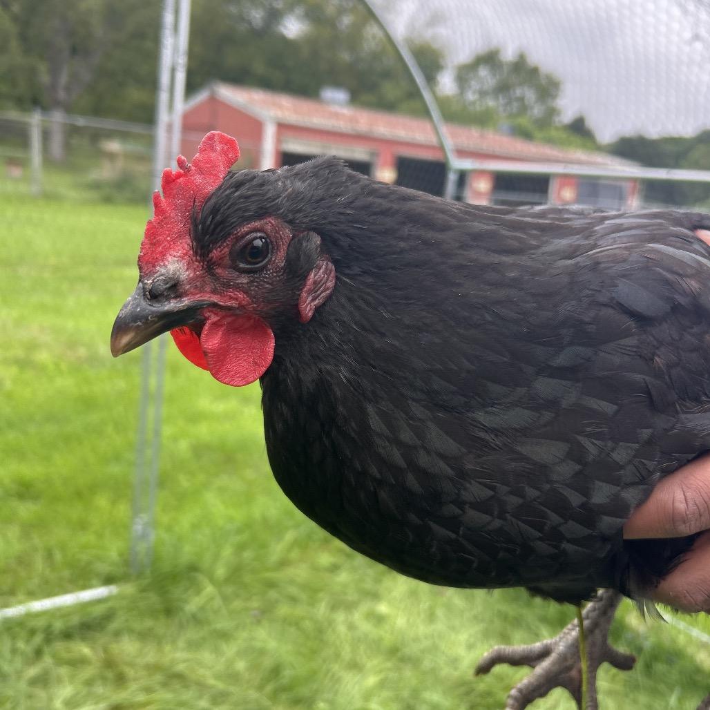 Enlarge Diane, a Adoptable Chicken in Fairport, NY image 1/2