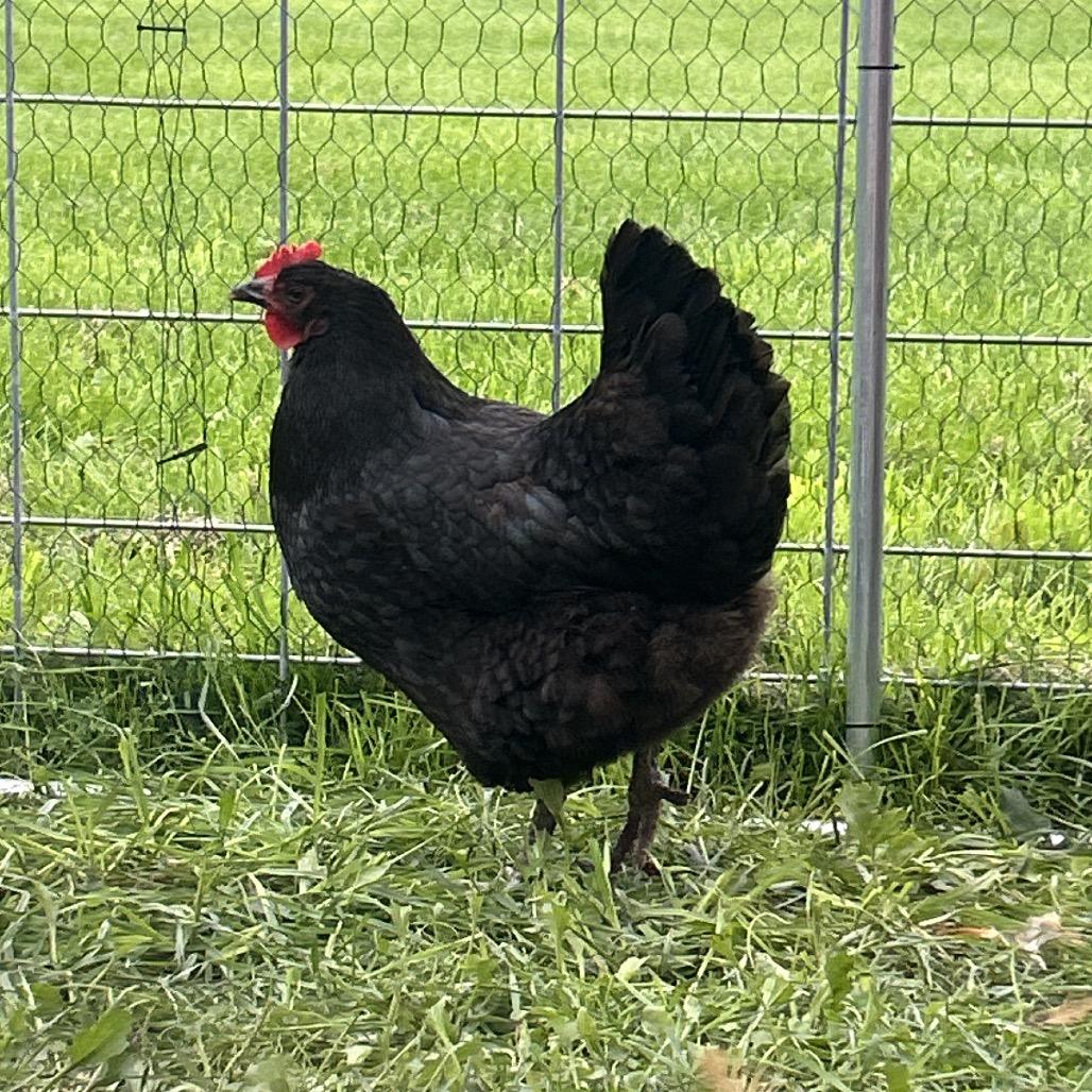 Enlarge Diane, a Adoptable Chicken in Fairport, NY image 2/2