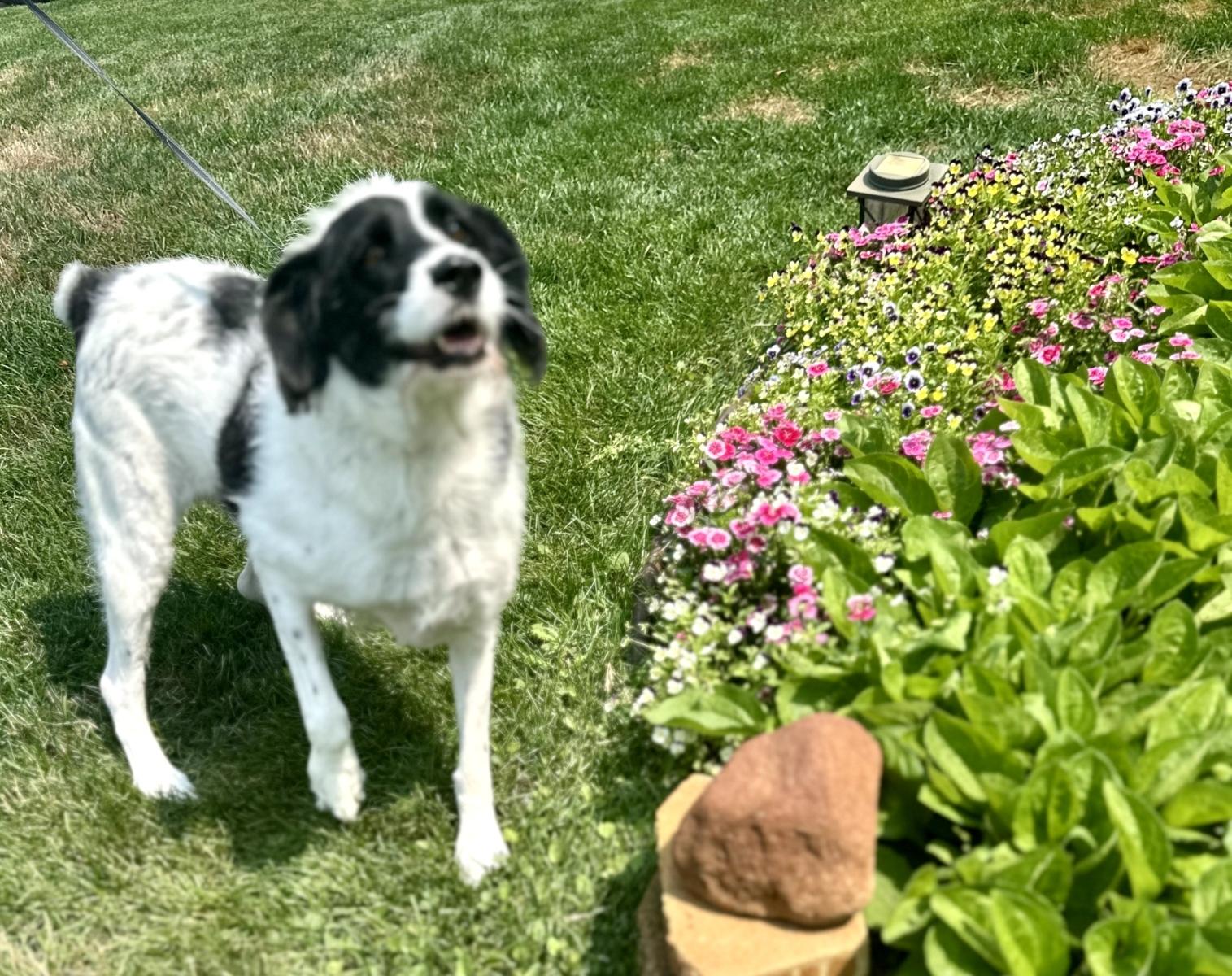 Enlarge Greta, a Adoptable mixed breed in Orland Park, IL image 2/4