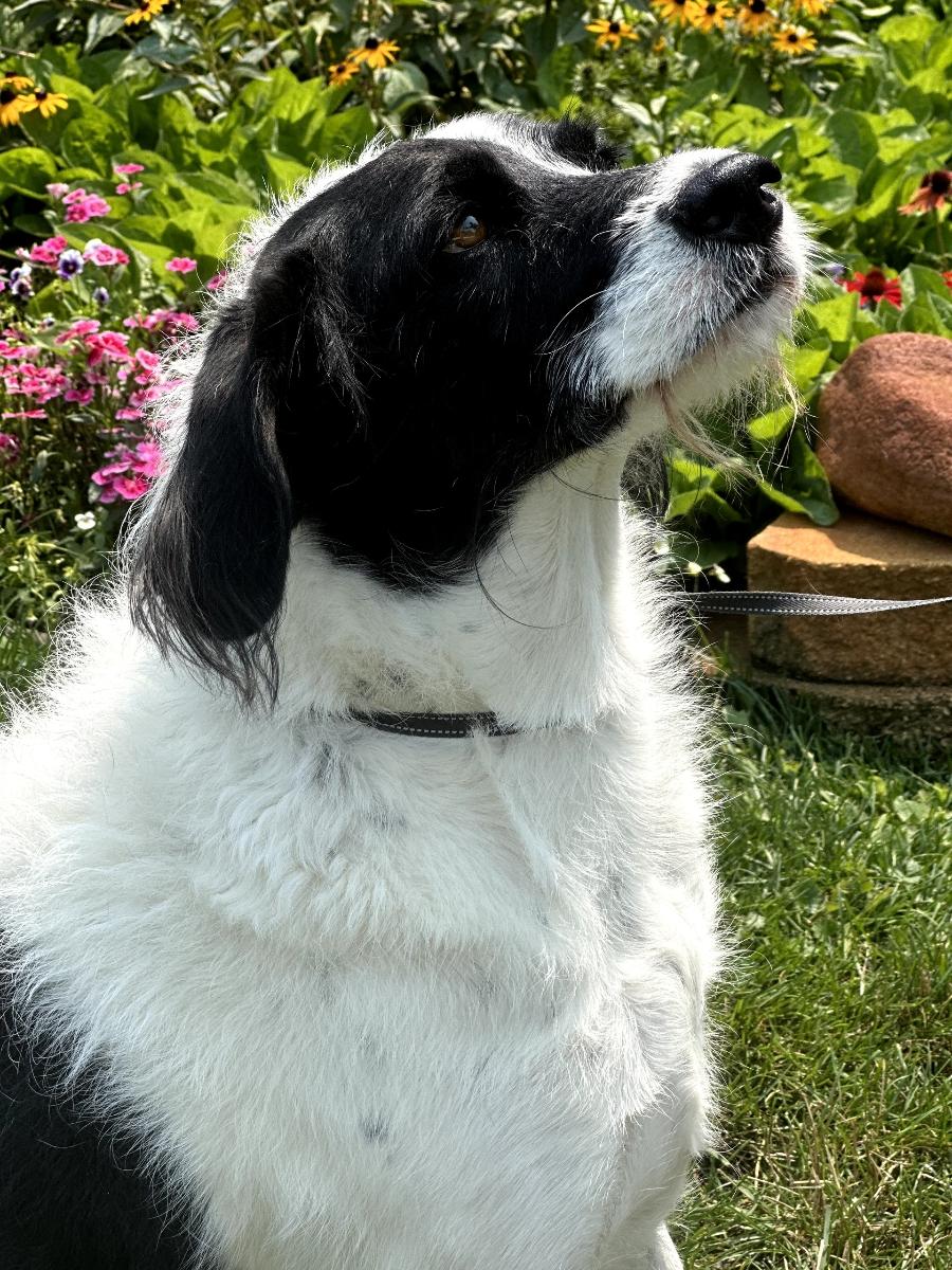 Enlarge Greta, a Adoptable mixed breed in Orland Park, IL image 3/4