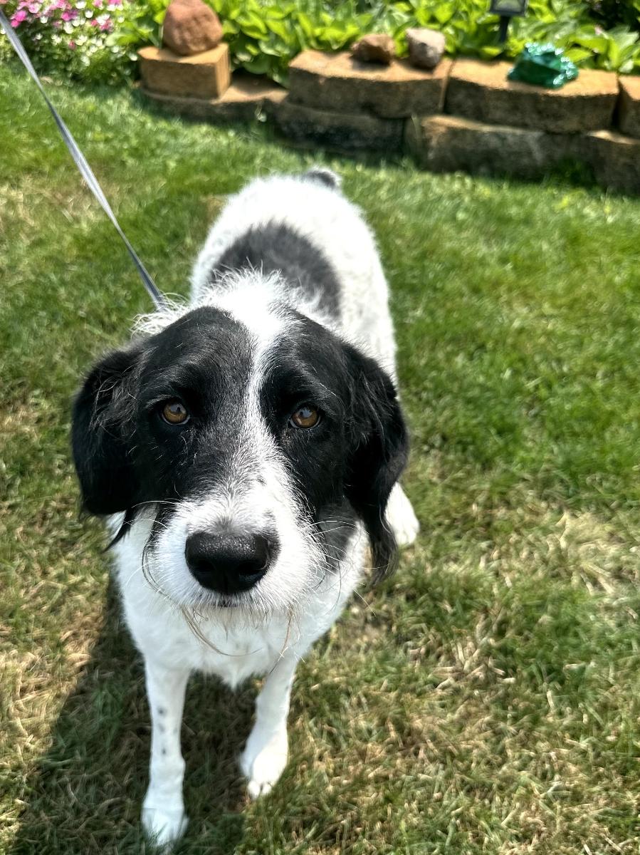 Enlarge Greta, a Adoptable mixed breed in Orland Park, IL image 4/4