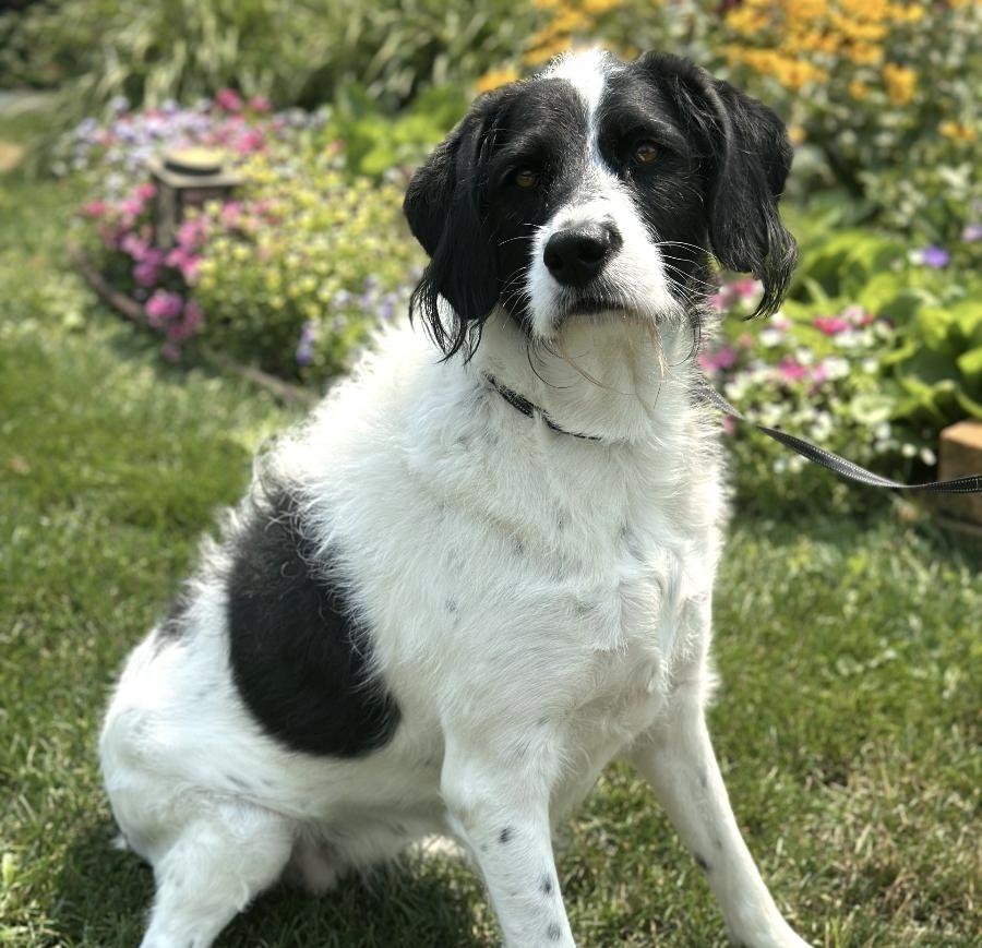 Enlarge Greta, a Adoptable mixed breed in Orland Park, IL image 1/4