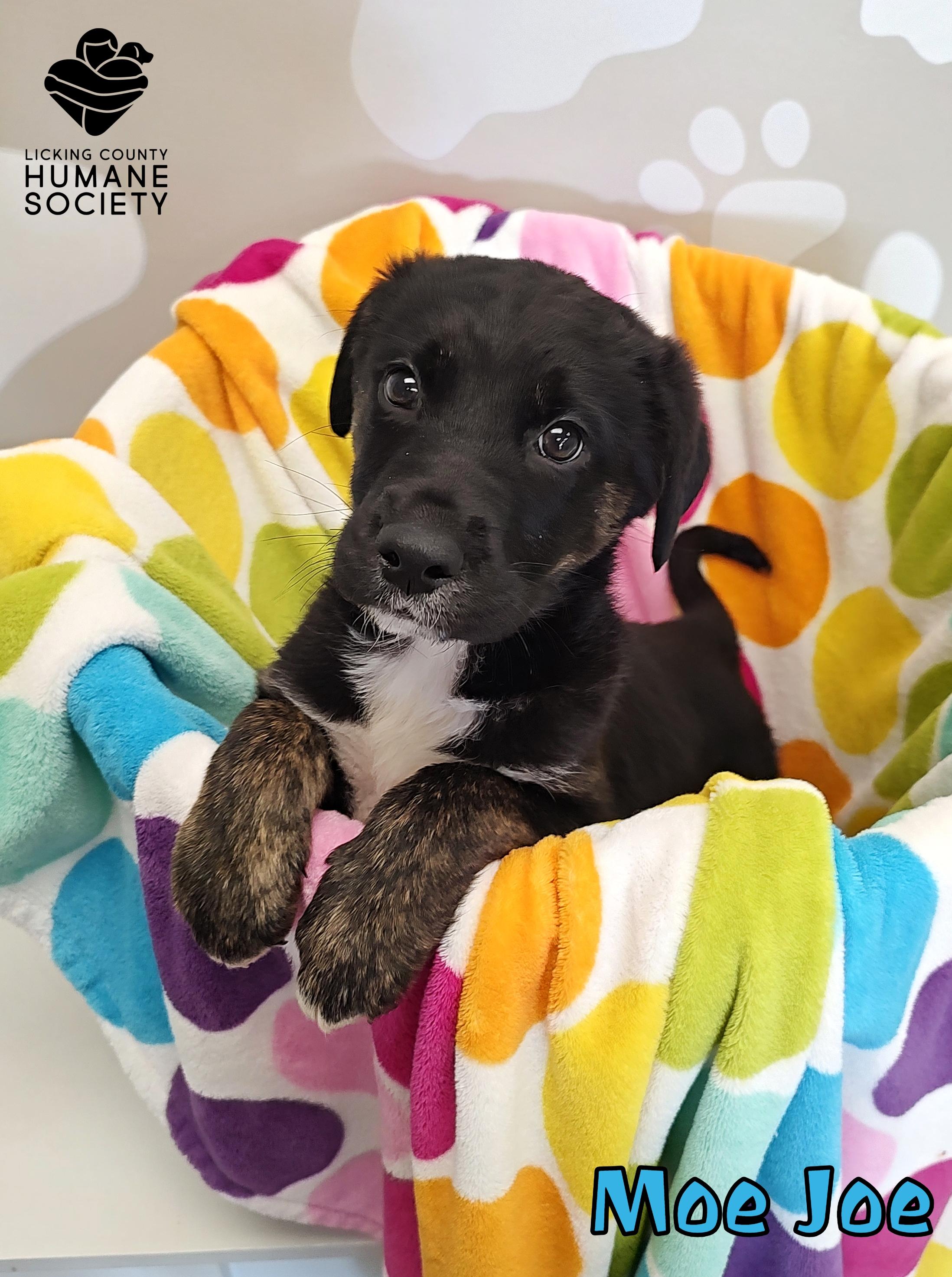 Moe Joe, ADOPTABLE, Puppy Male Husky & German Shepherd Dog.