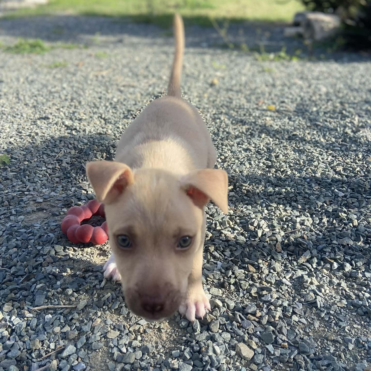 Enlarge Tory, a ADOPTABLE mixed breed in Oakdale, PA image 5/6