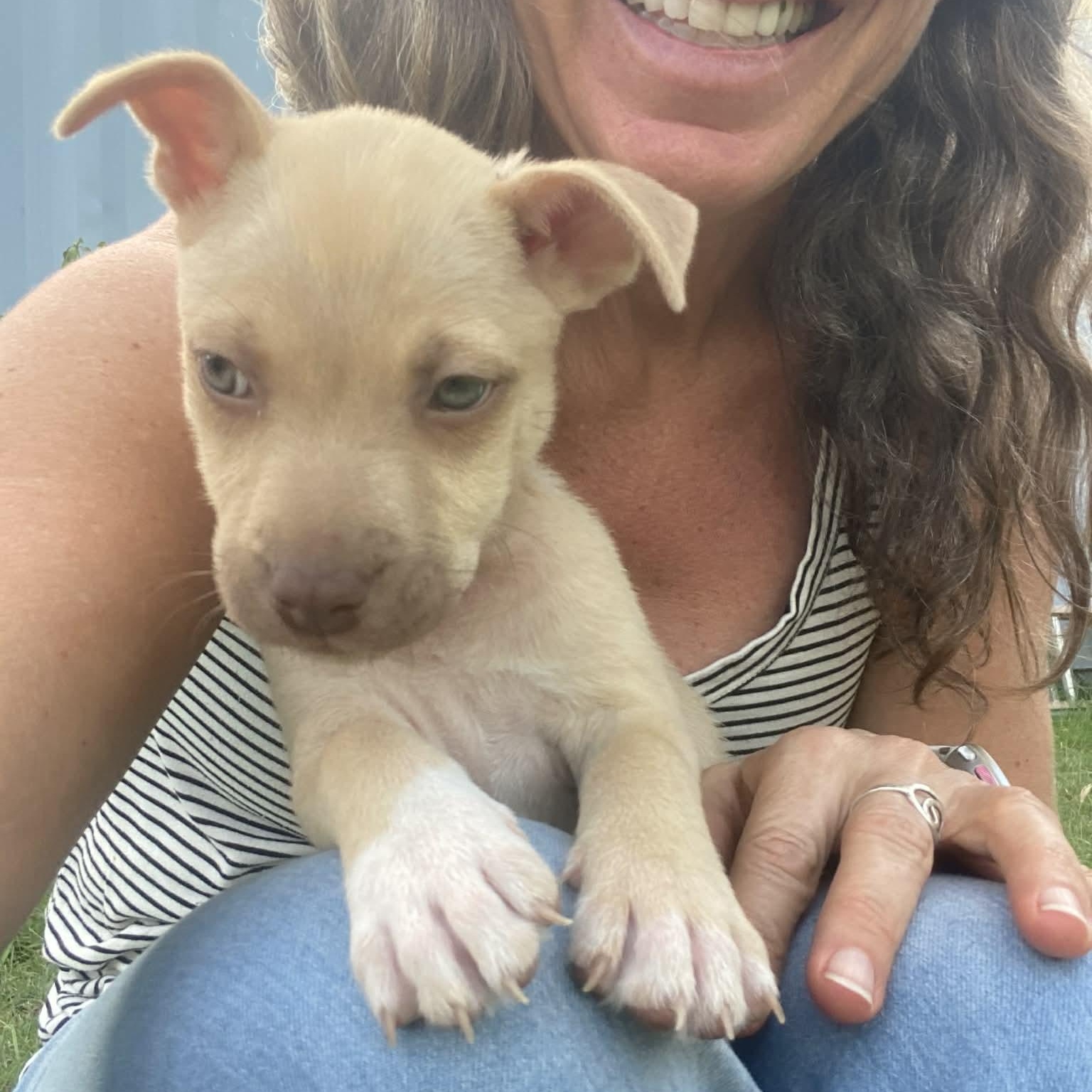 Tory, ADOPTABLE, Puppy Female Mixed Breed.